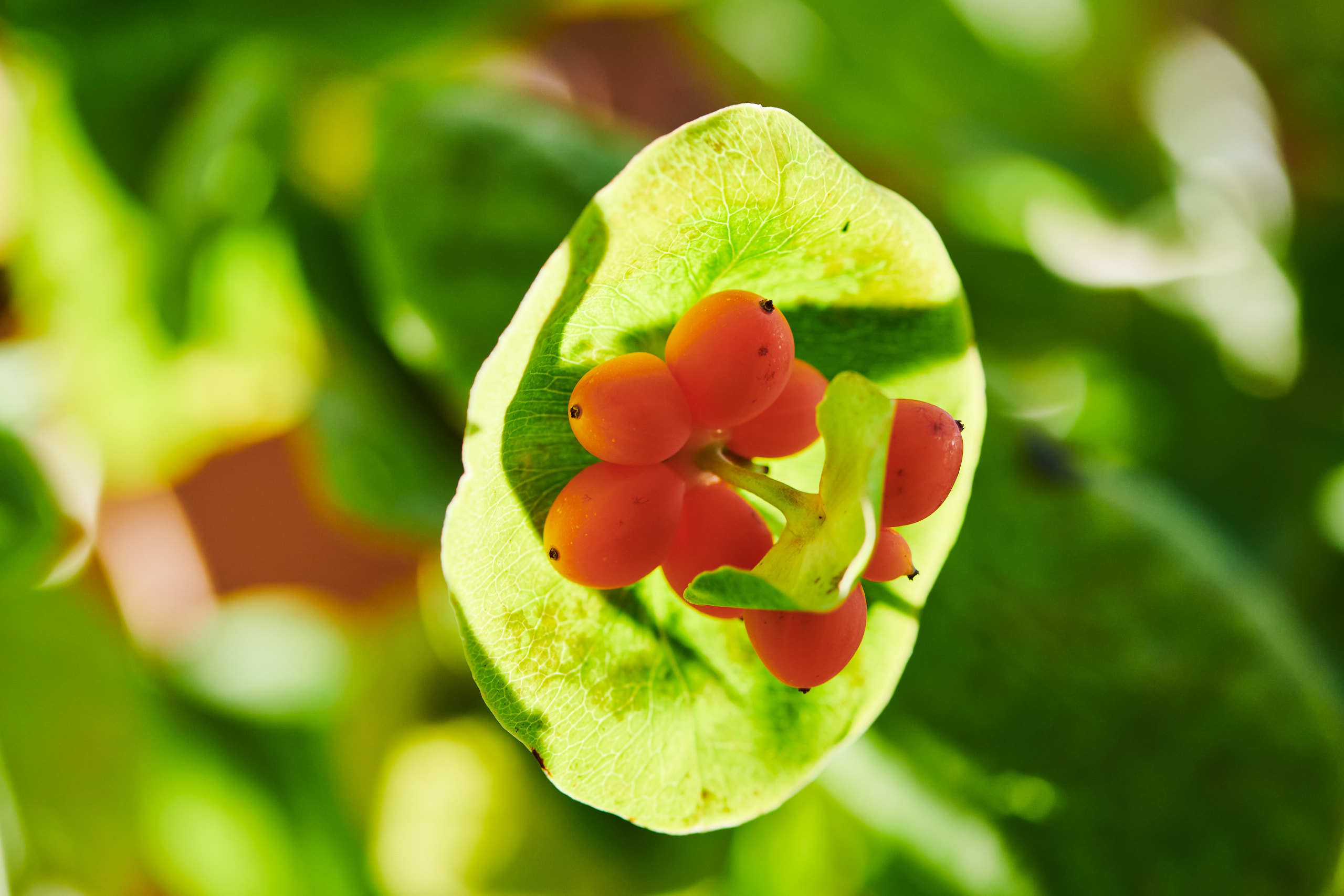 Berries. Nature and macro photography by Elena Zhukova