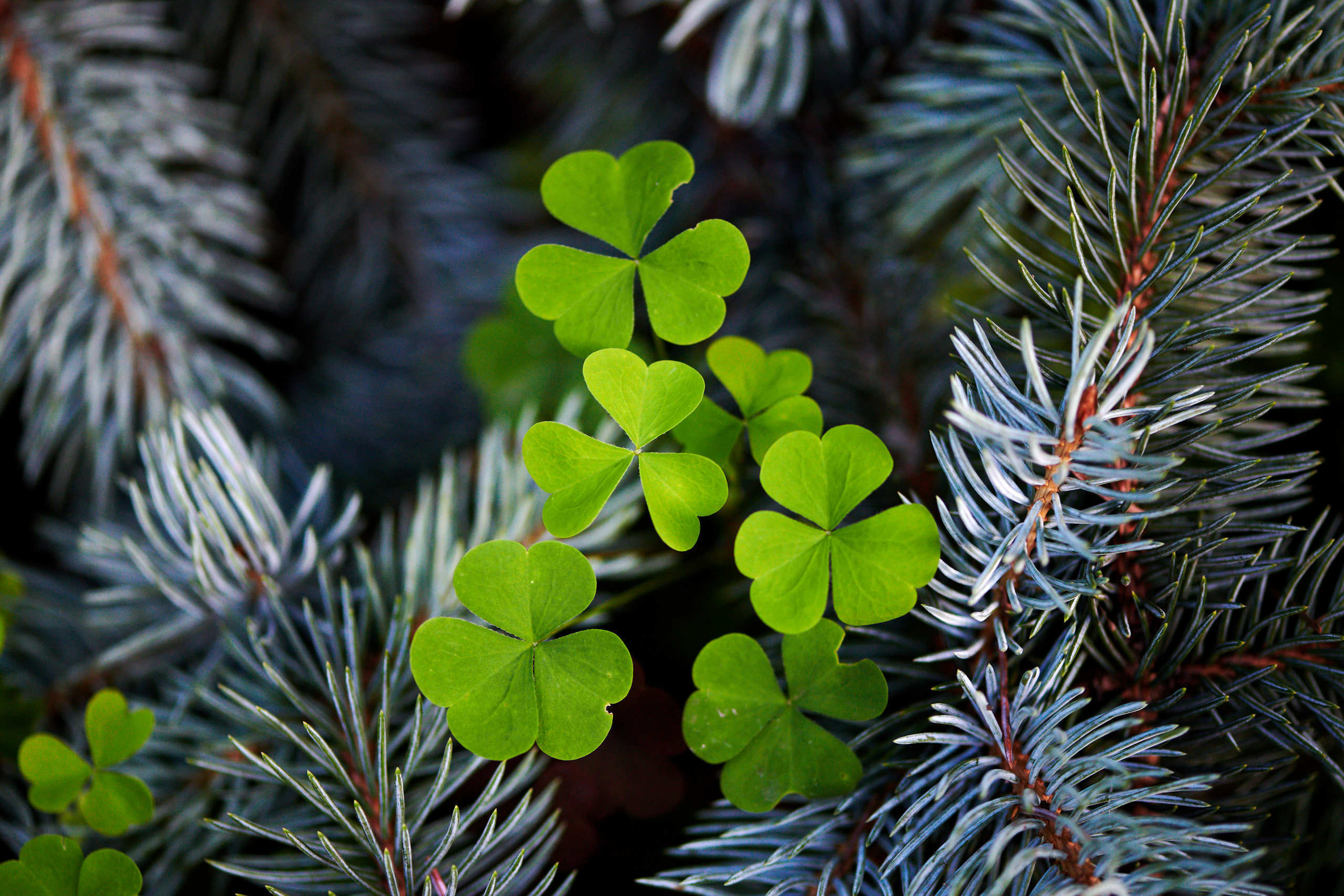 Leaves. Nature and macro photography by Elena Zhukova