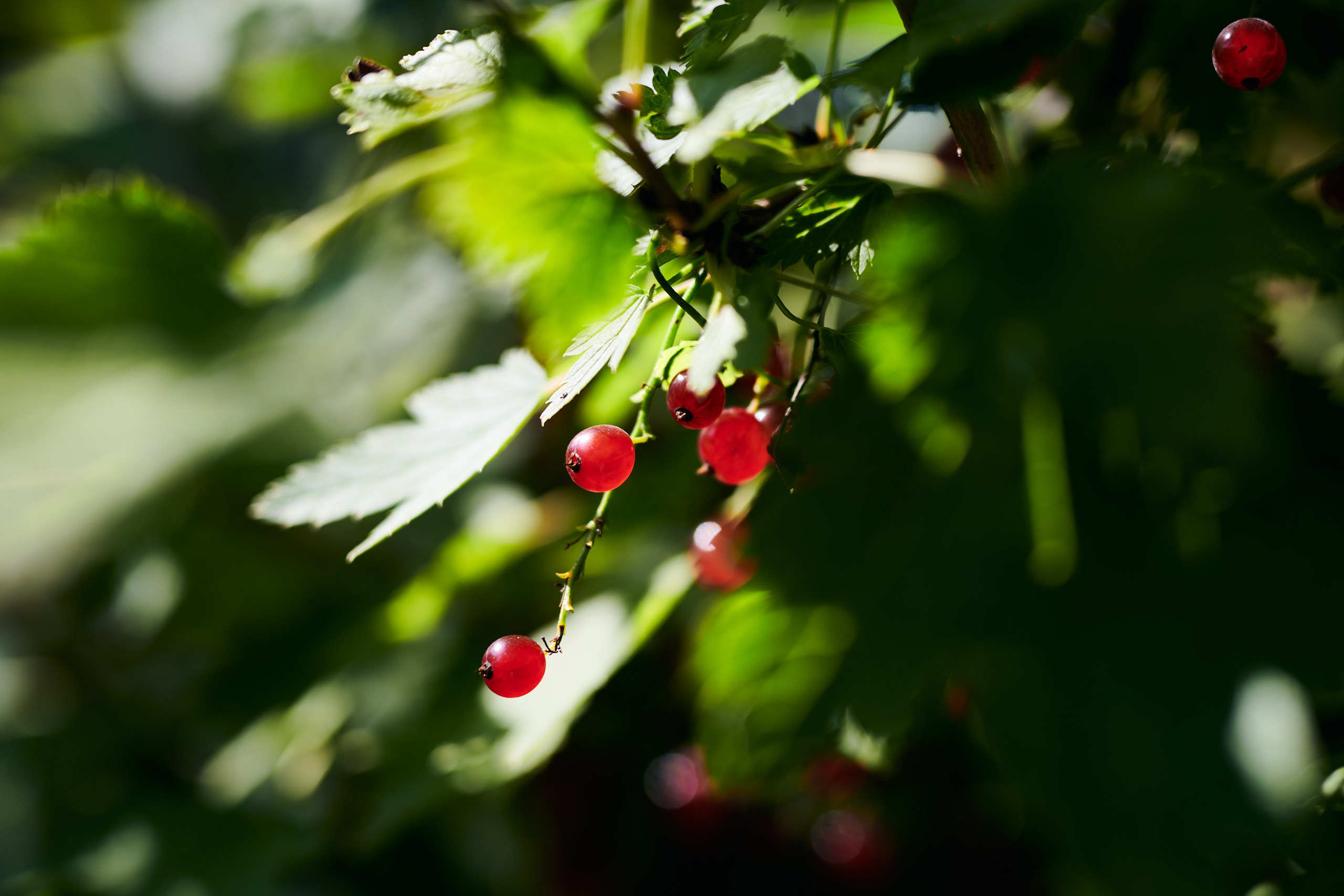 Berries. Nature and macro photography by Elena Zhukova