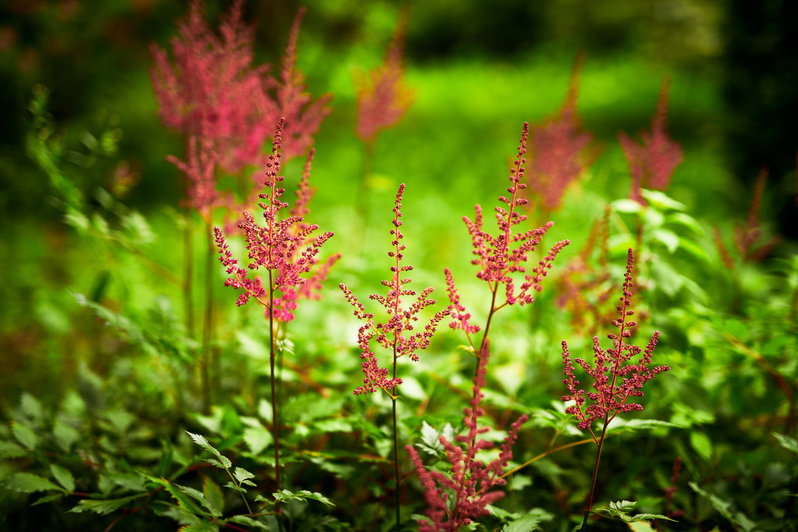Flowers. Nature and macro photography by Elena Zhukova