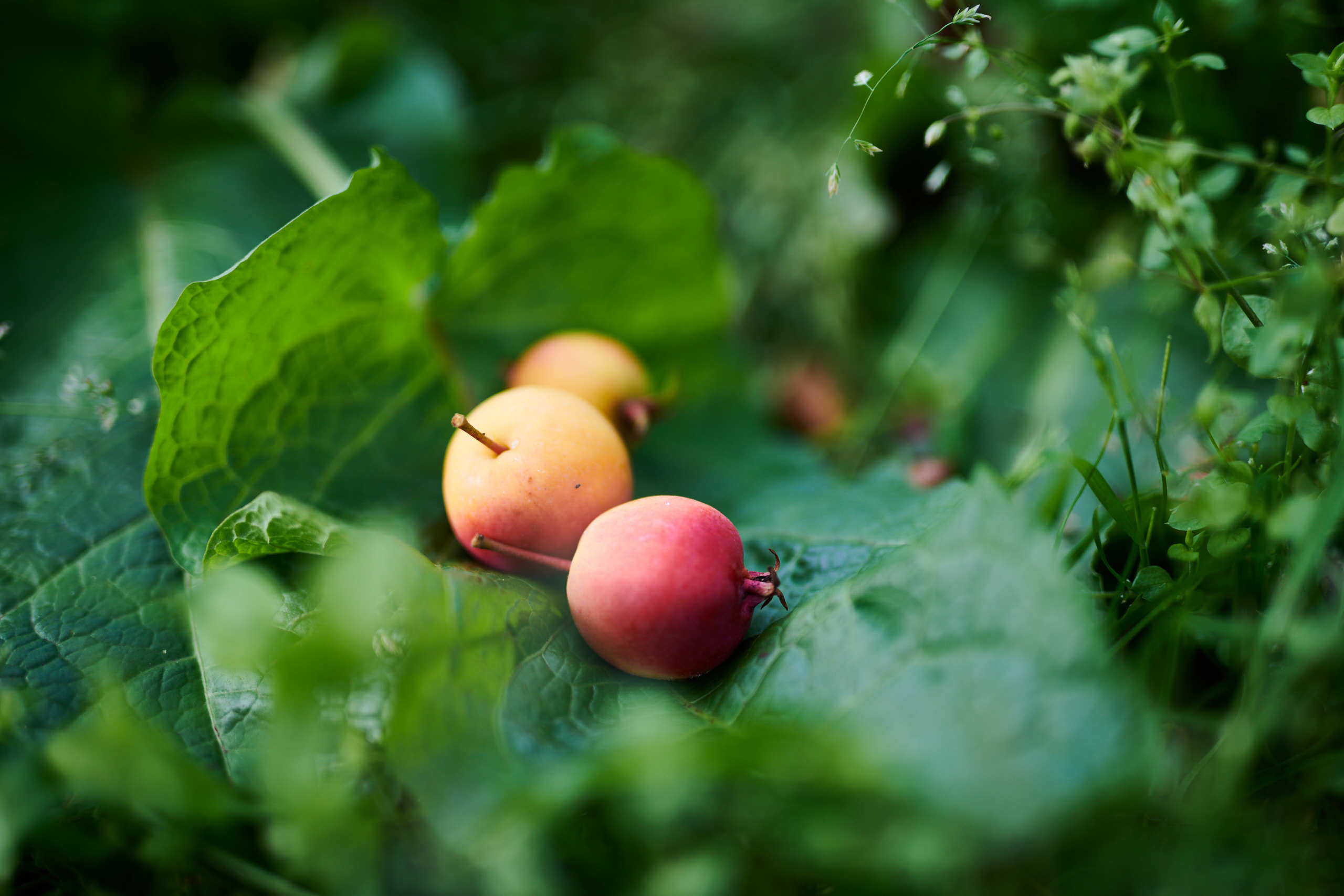 Harvest. Nature and macro photography by Elena Zhukova