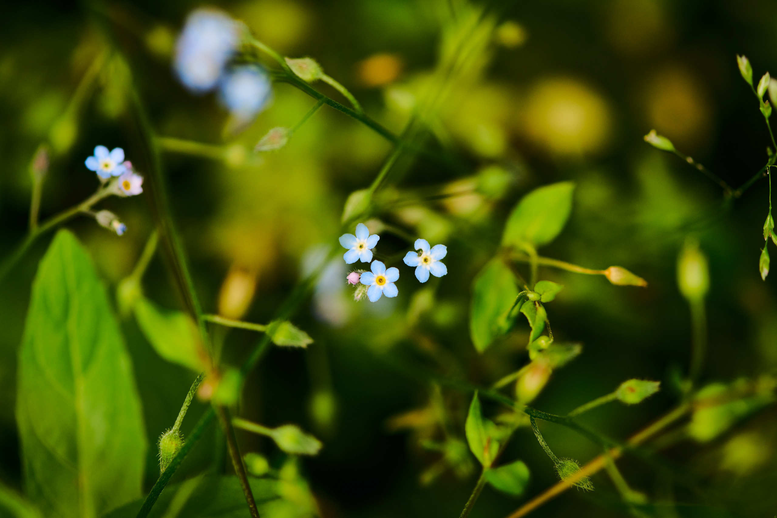 Flowers. Nature and macro photography by Elena Zhukova