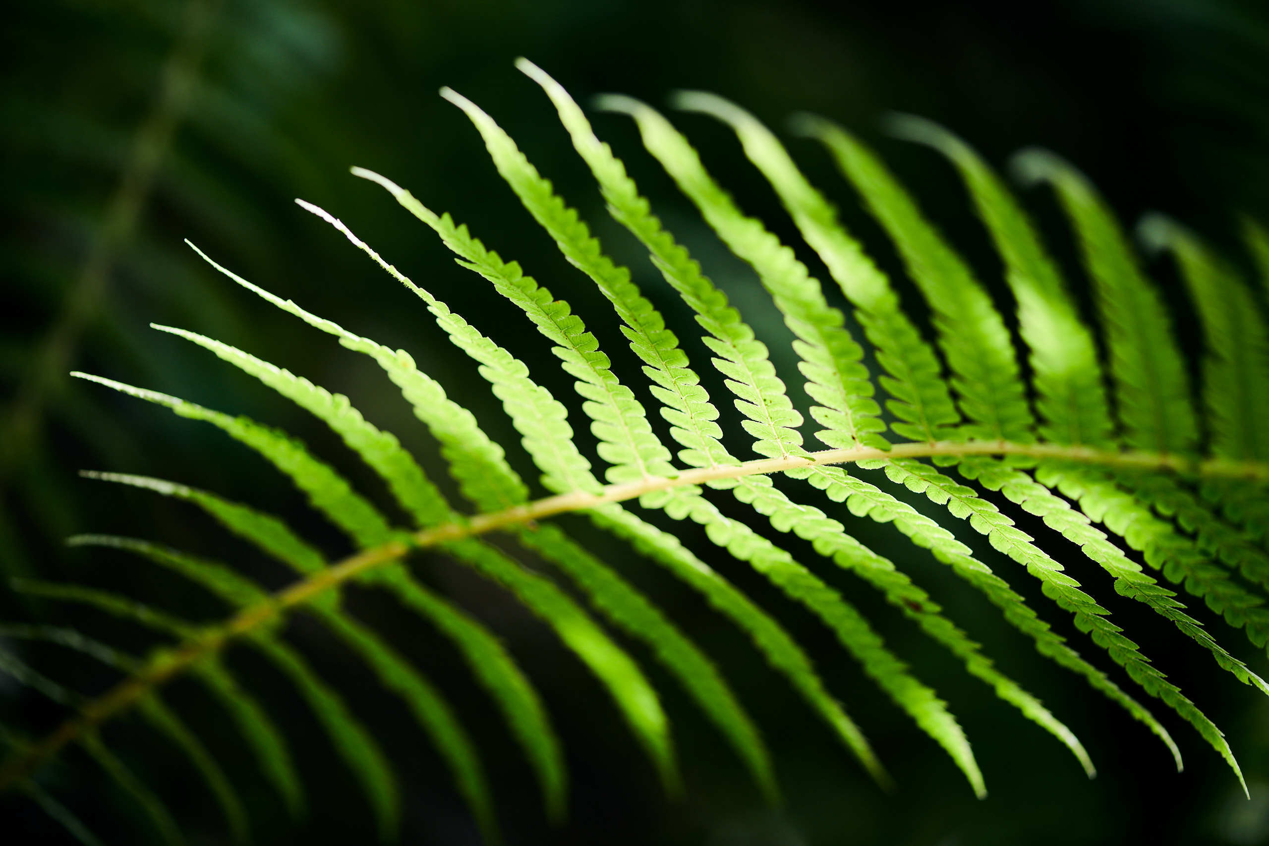 Leaves. Nature and macro photography by Elena Zhukova