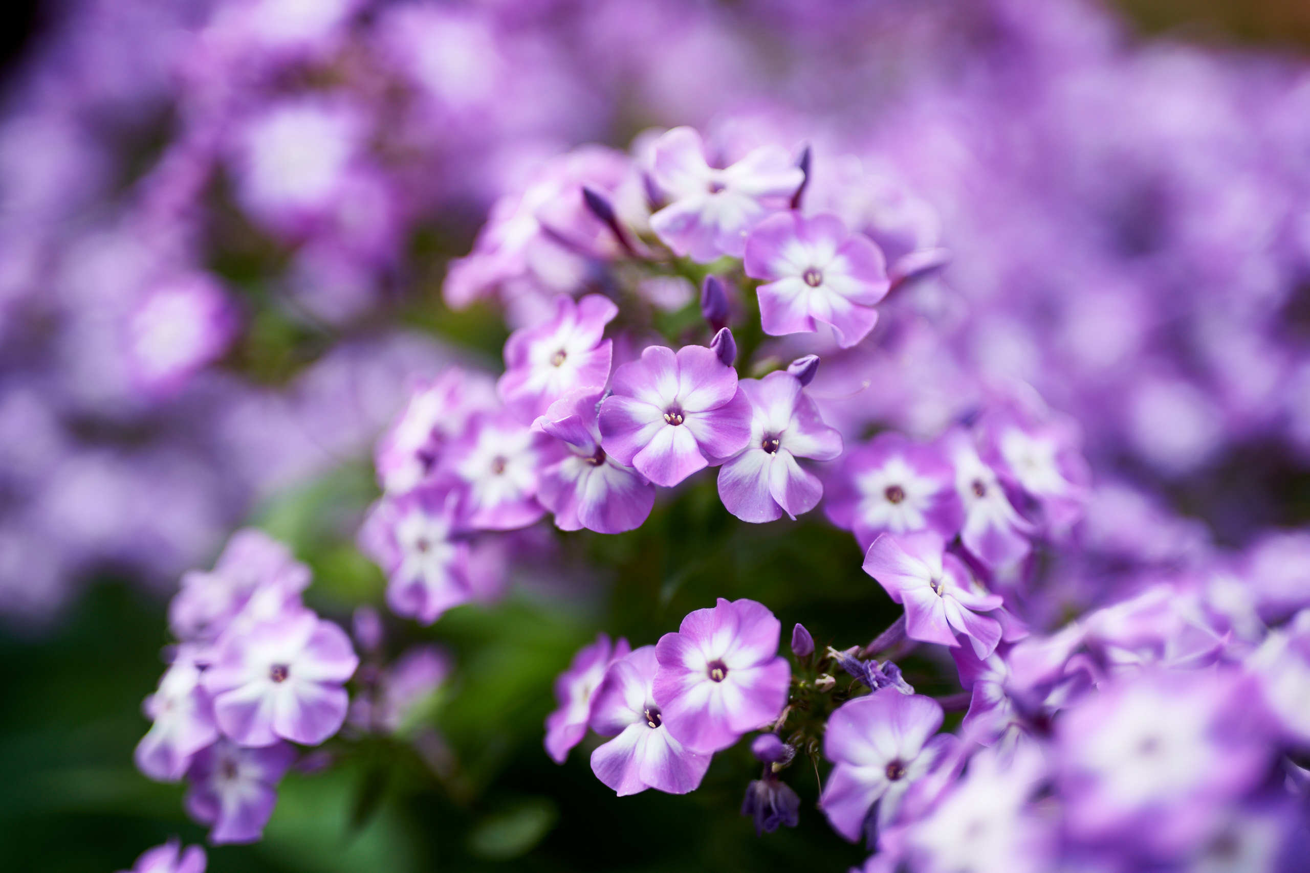 Flowers. Nature and macro photography by Elena Zhukova