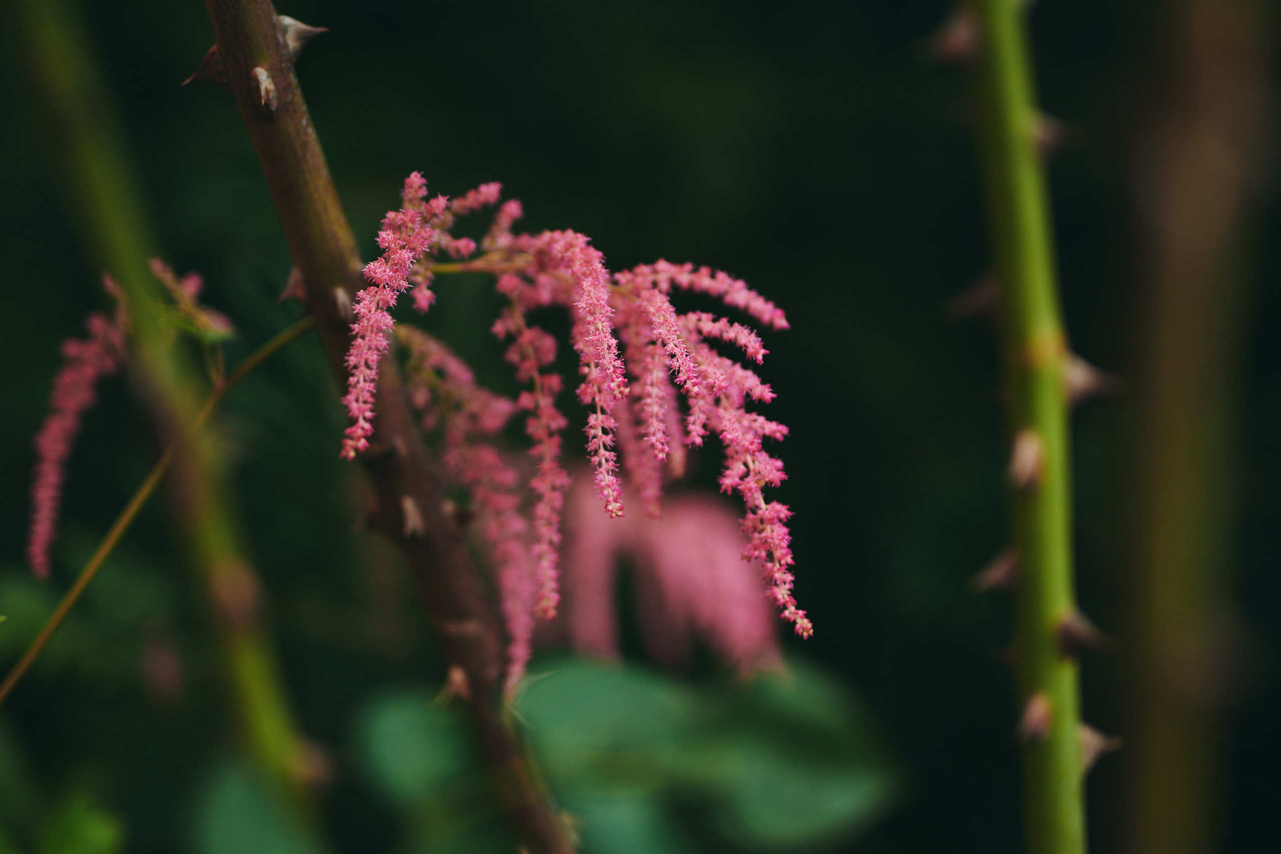 Flowers. Nature and macro photography by Elena Zhukova