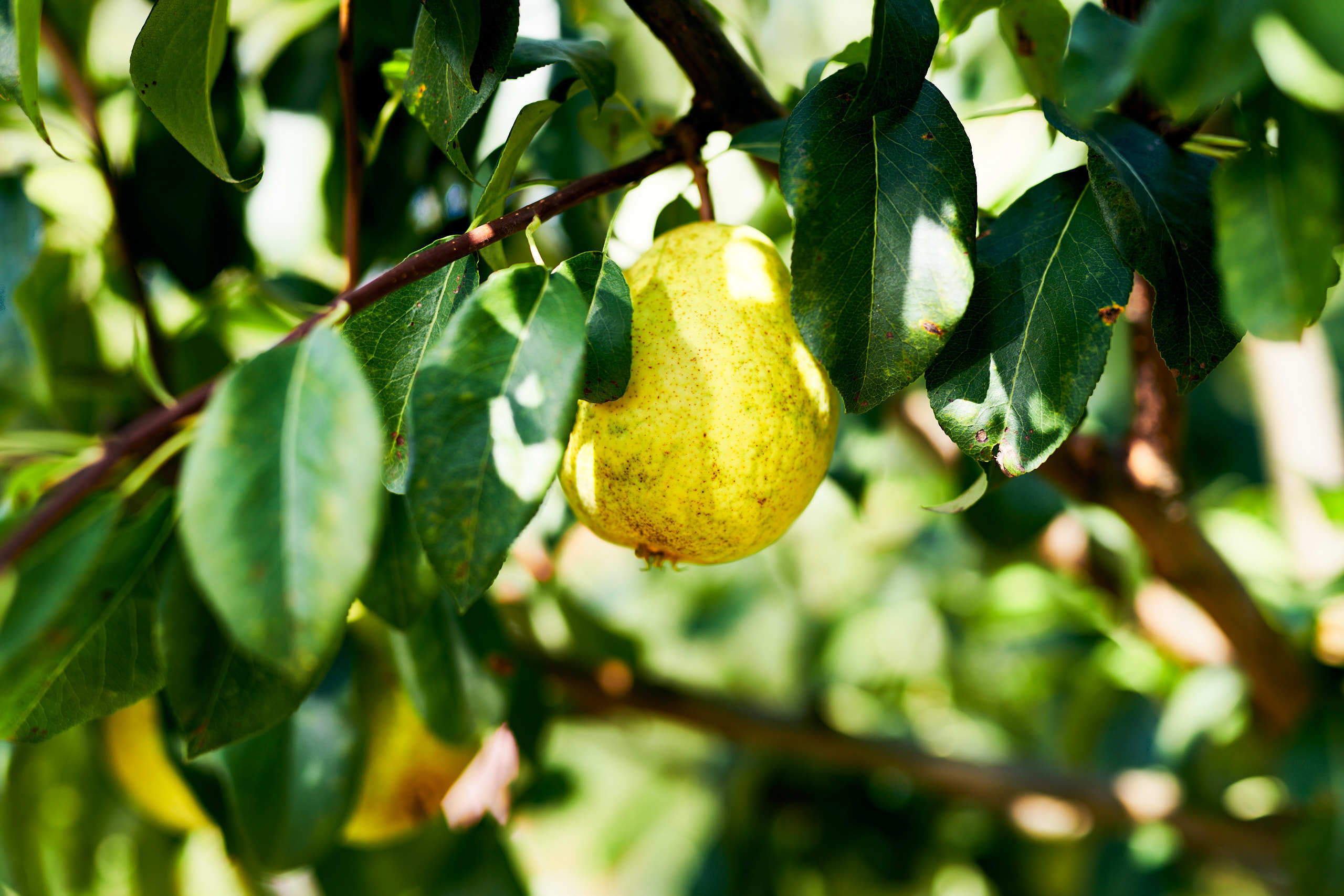 Harvest. Nature and macro photography by Elena Zhukova