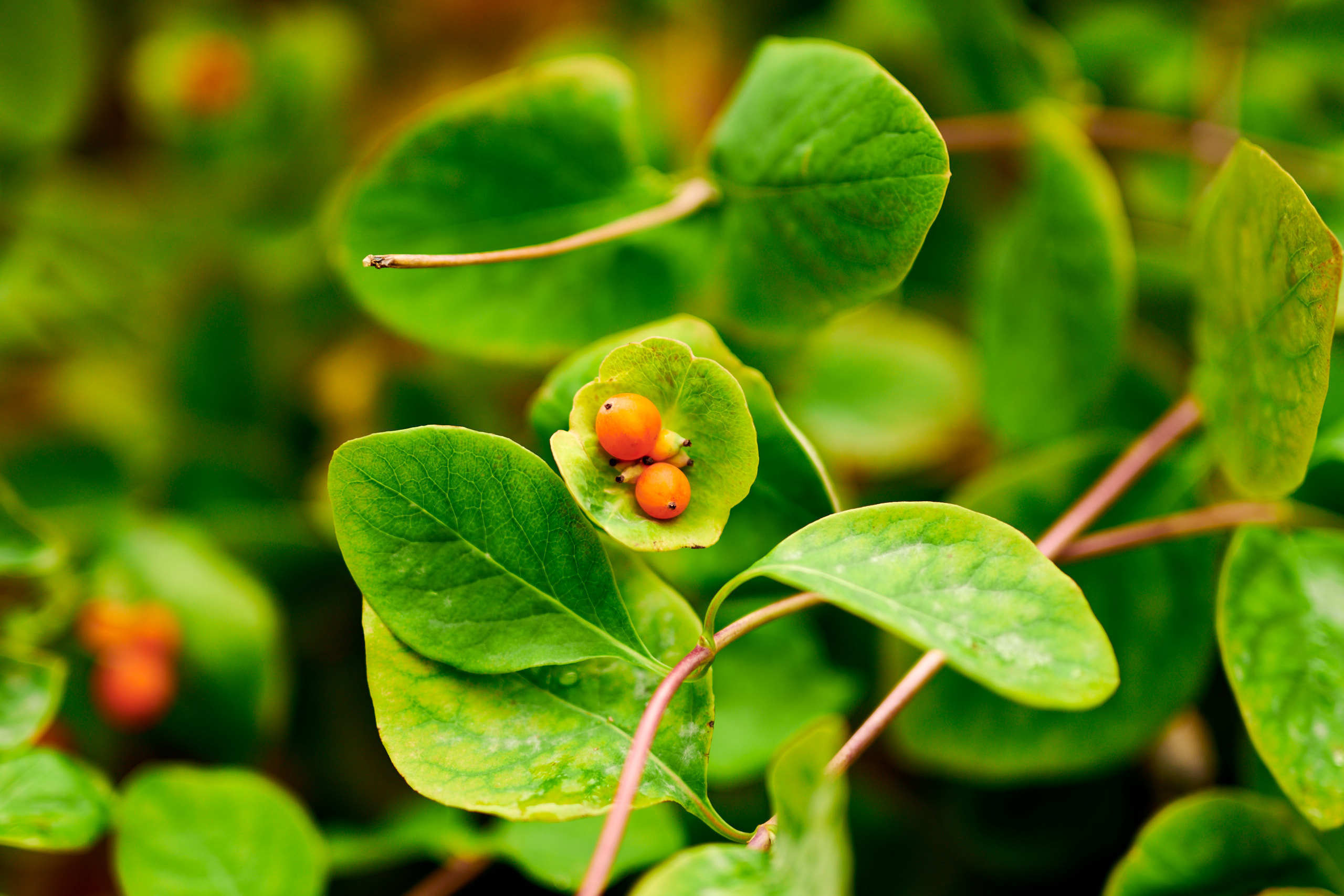 Nature and macro photography by Elena Zhukova