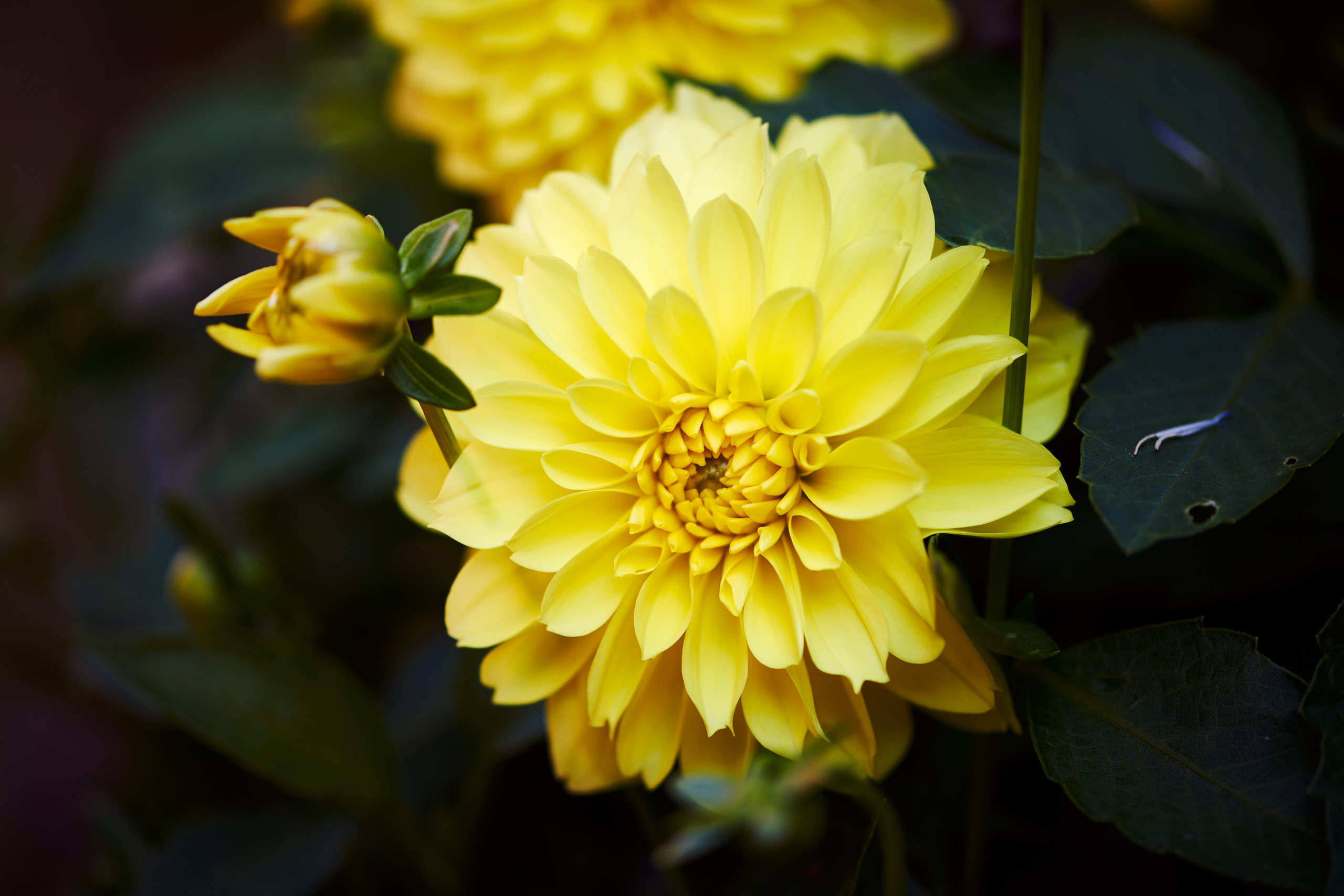 Flowers. Nature and macro photography by Elena Zhukova