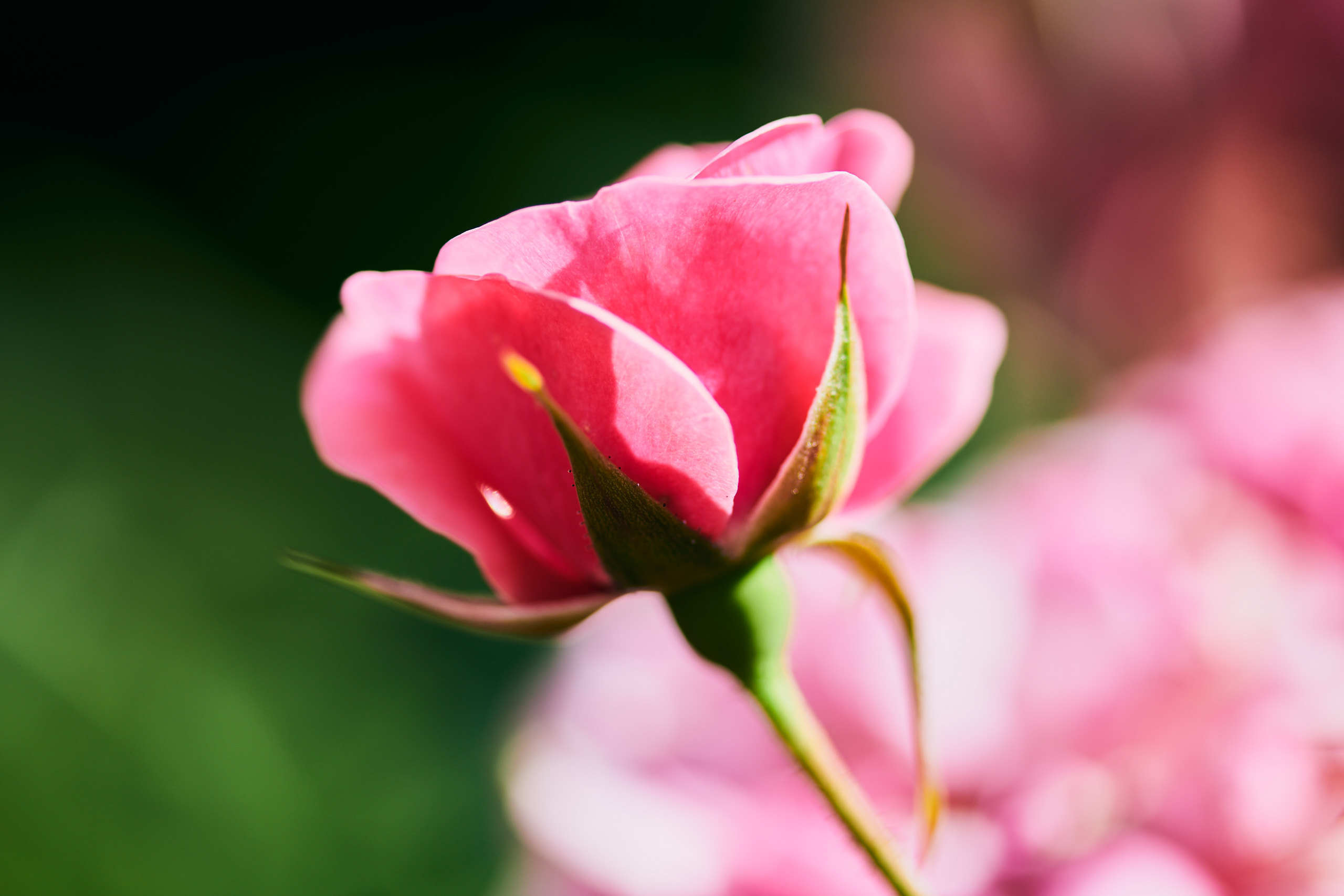 Roses. Nature and macro photography by Elena Zhukova