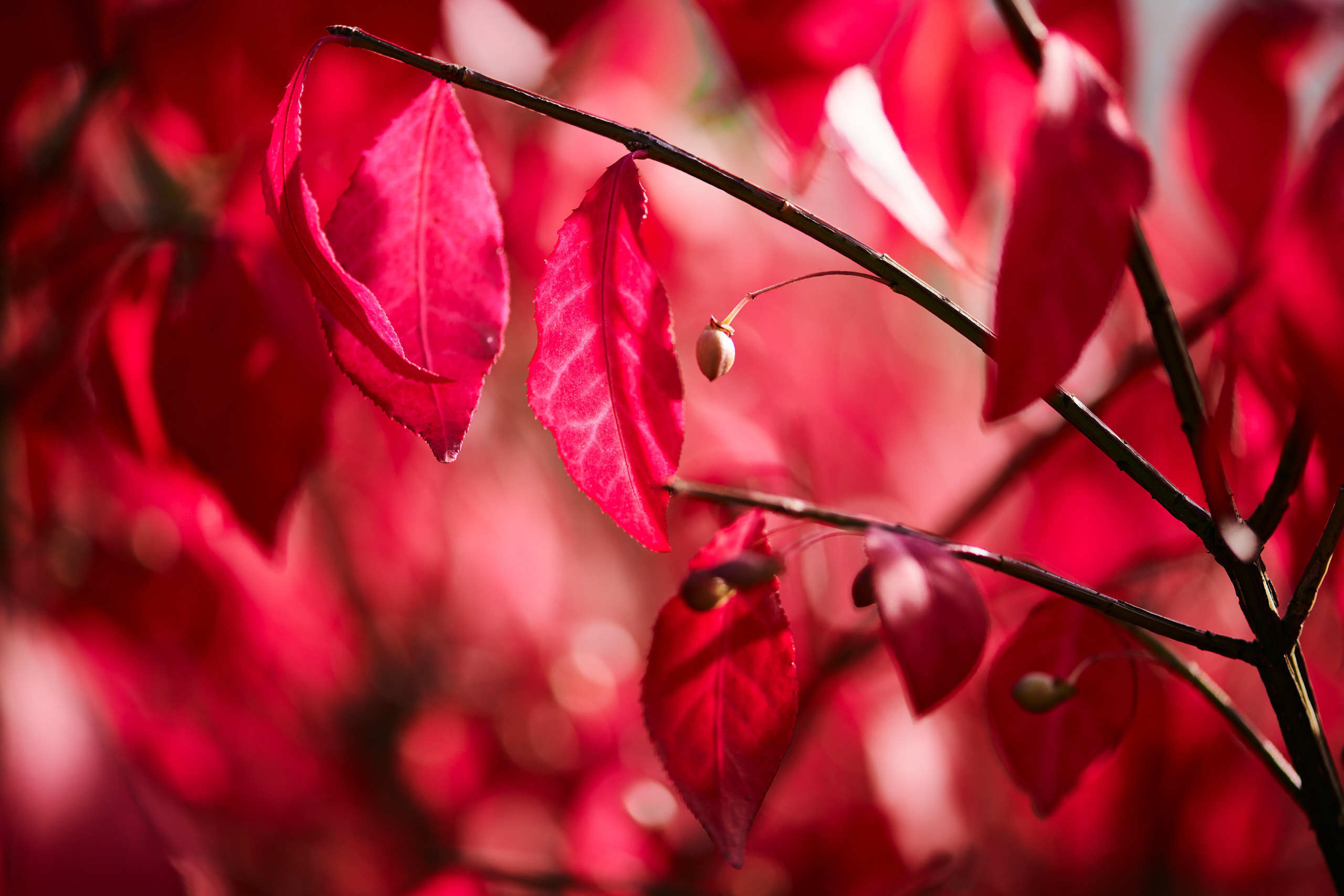 Leaves. Nature and macro photography by Elena Zhukova