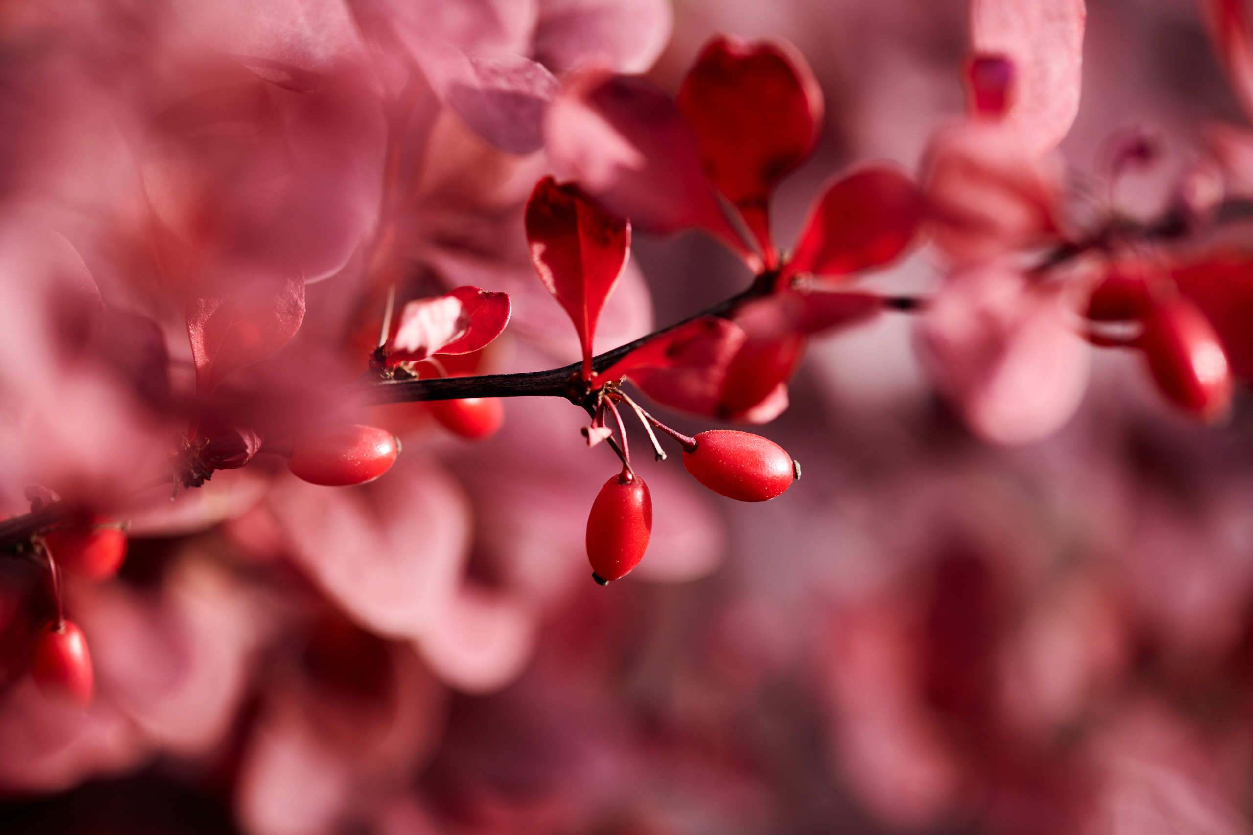 Berries. Nature and macro photography by Elena Zhukova