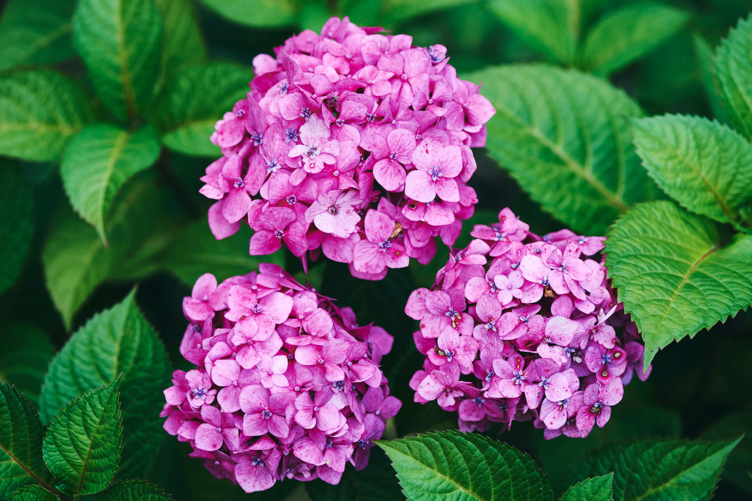 Flowers. Nature and macro photography by Elena Zhukova