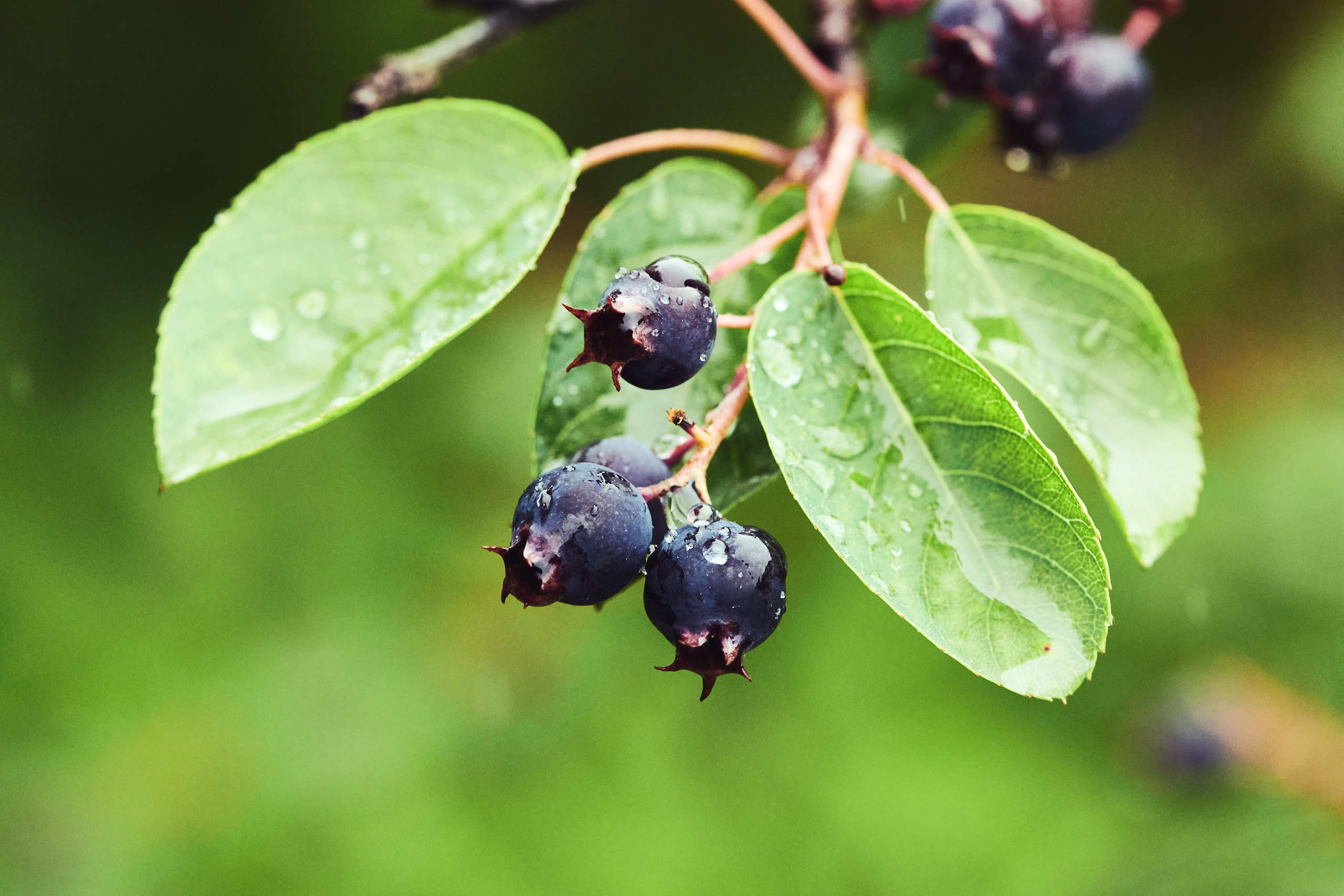Berries. Nature and macro photography by Elena Zhukova