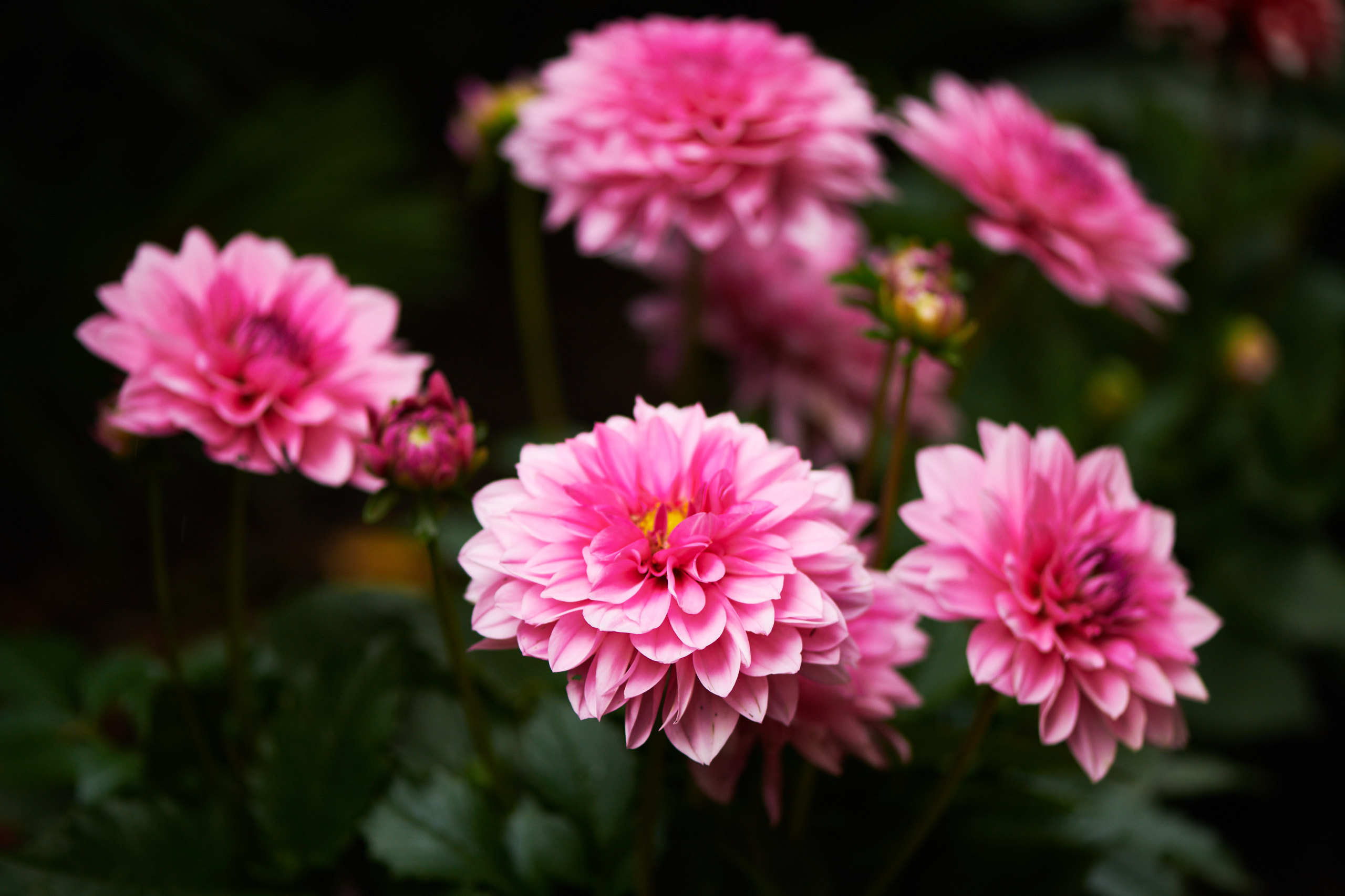 Flowers. Nature and macro photography by Elena Zhukova
