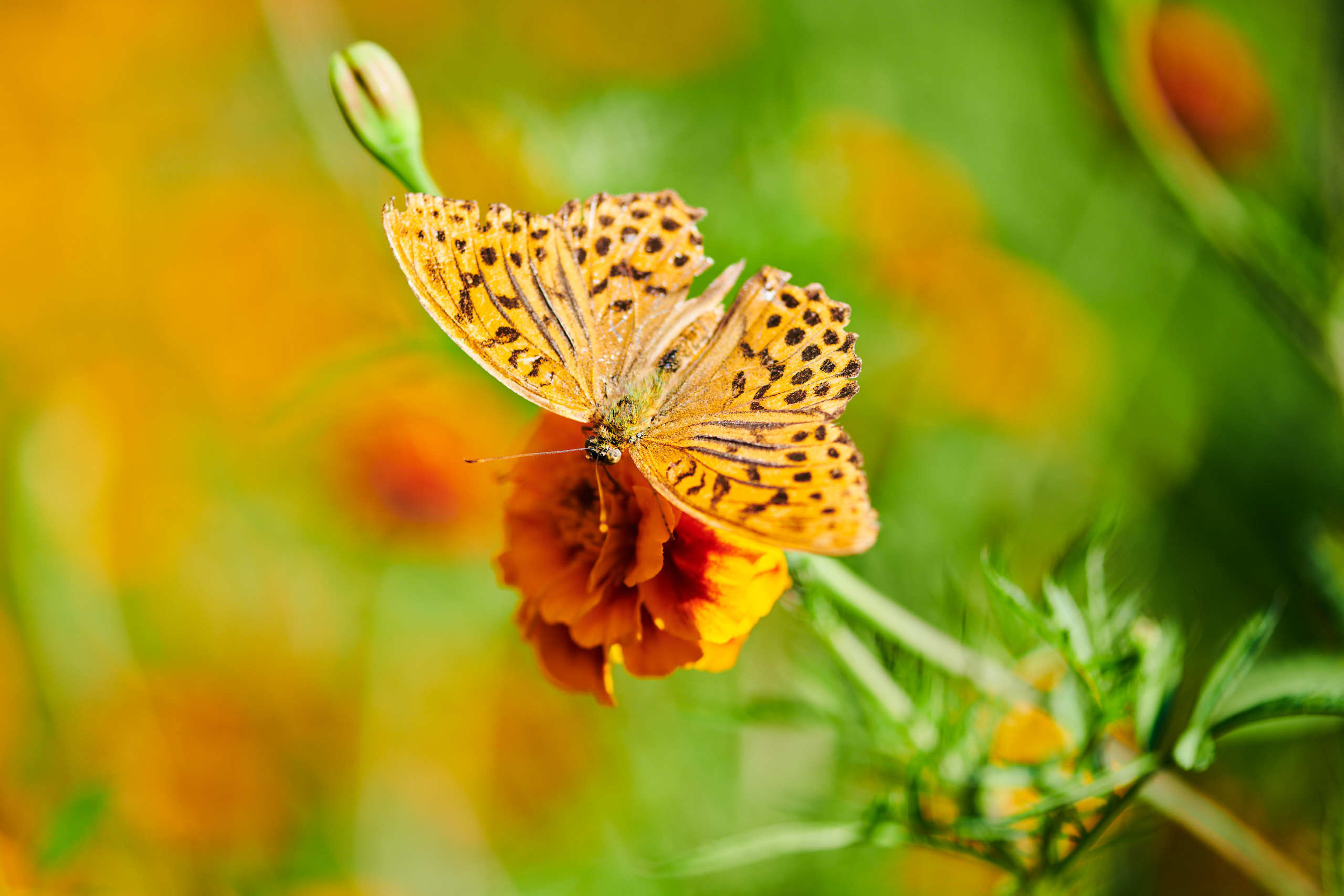 Small world. Nature and macro photography by Elena Zhukova