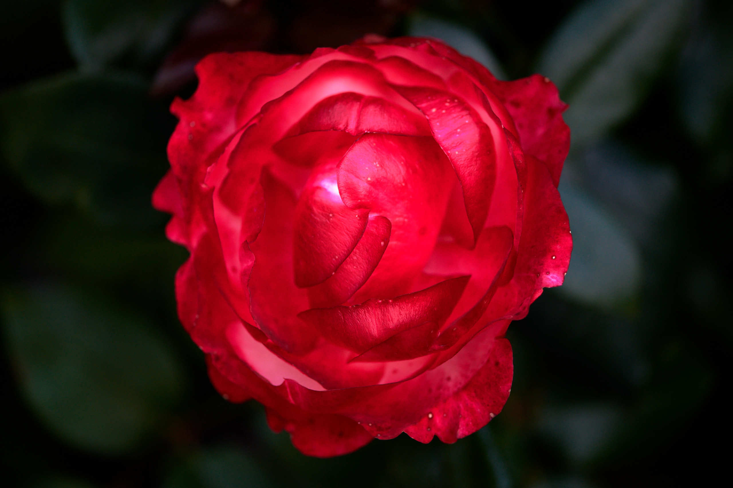 Roses. Nature and macro photography by Elena Zhukova