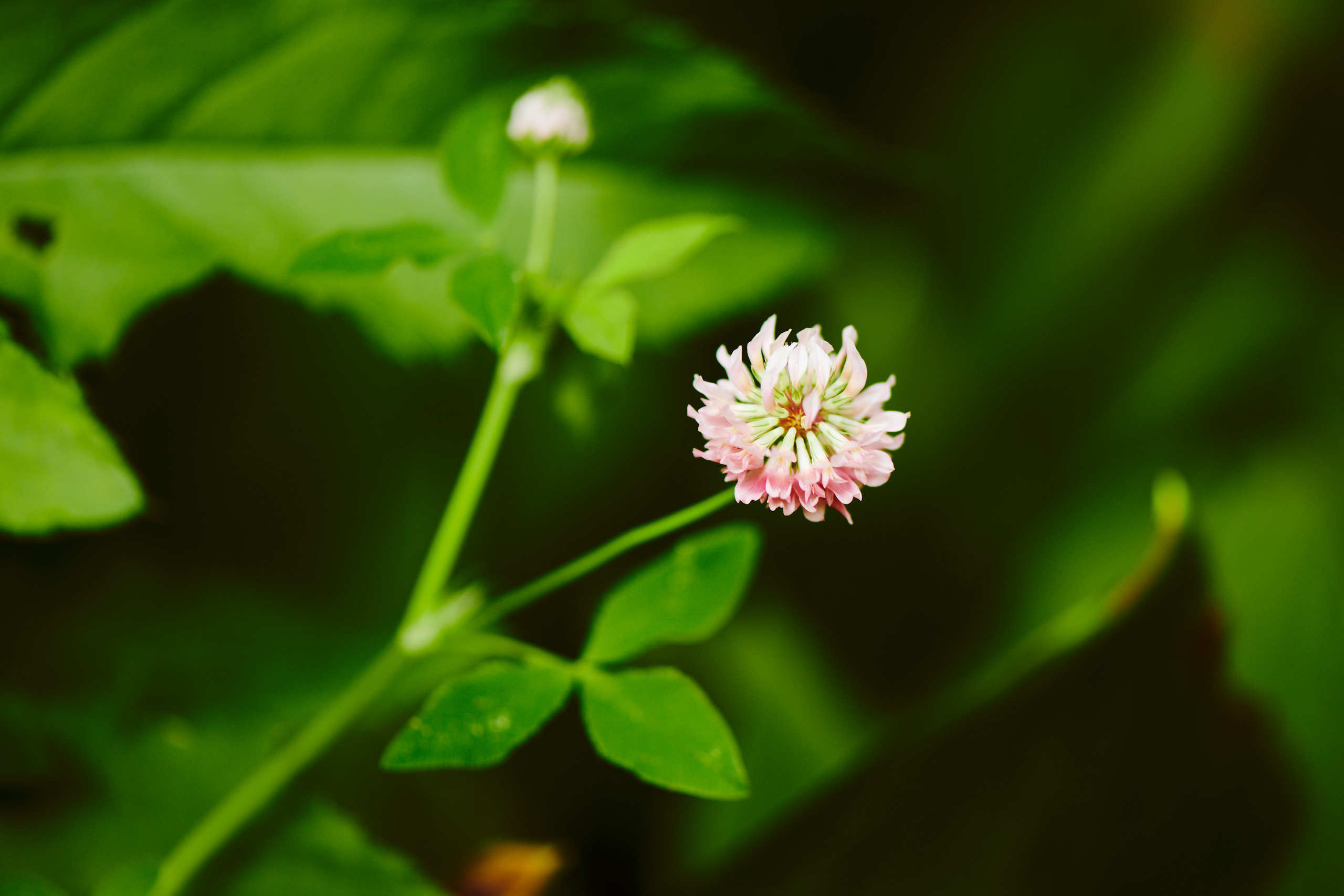 Flowers. Nature and macro photography by Elena Zhukova