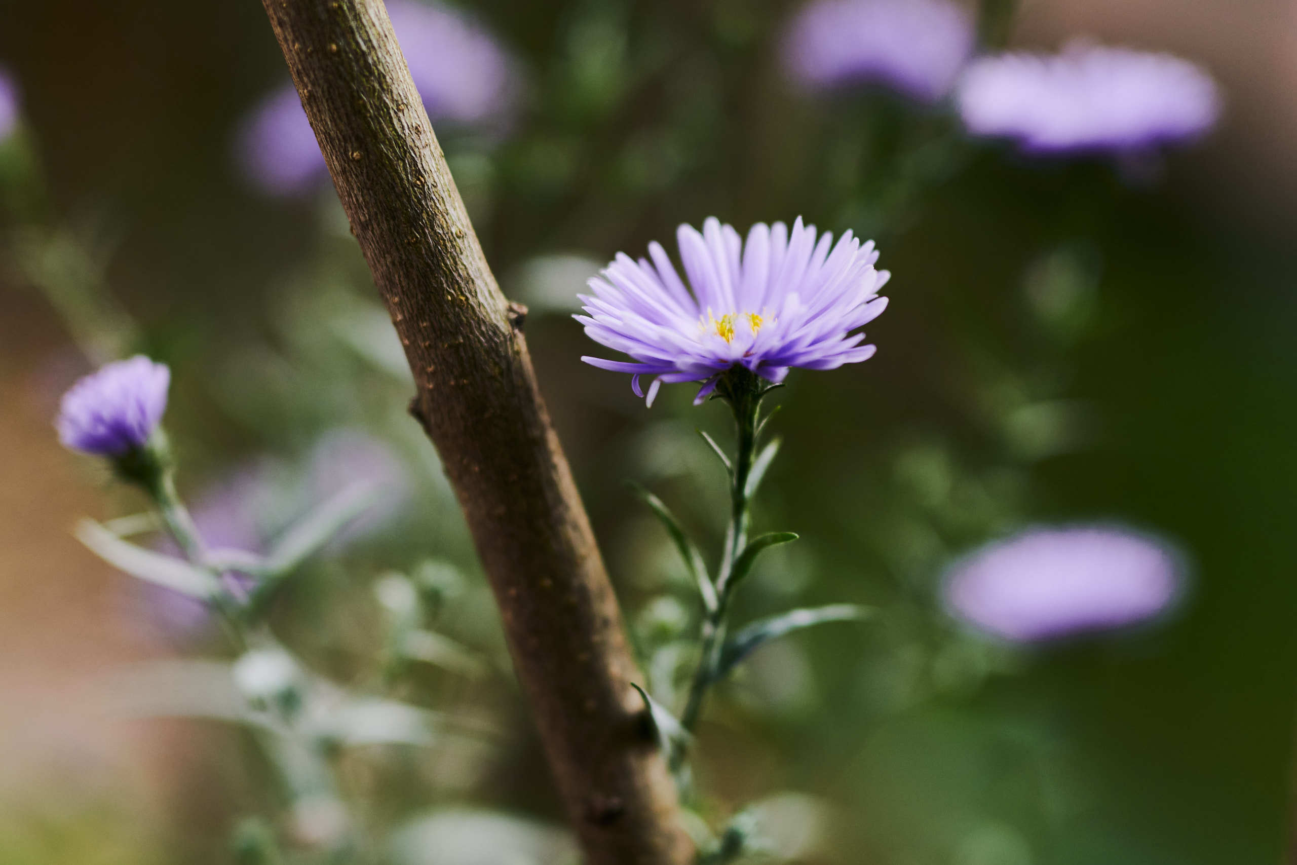 Flowers. Nature and macro photography by Elena Zhukova