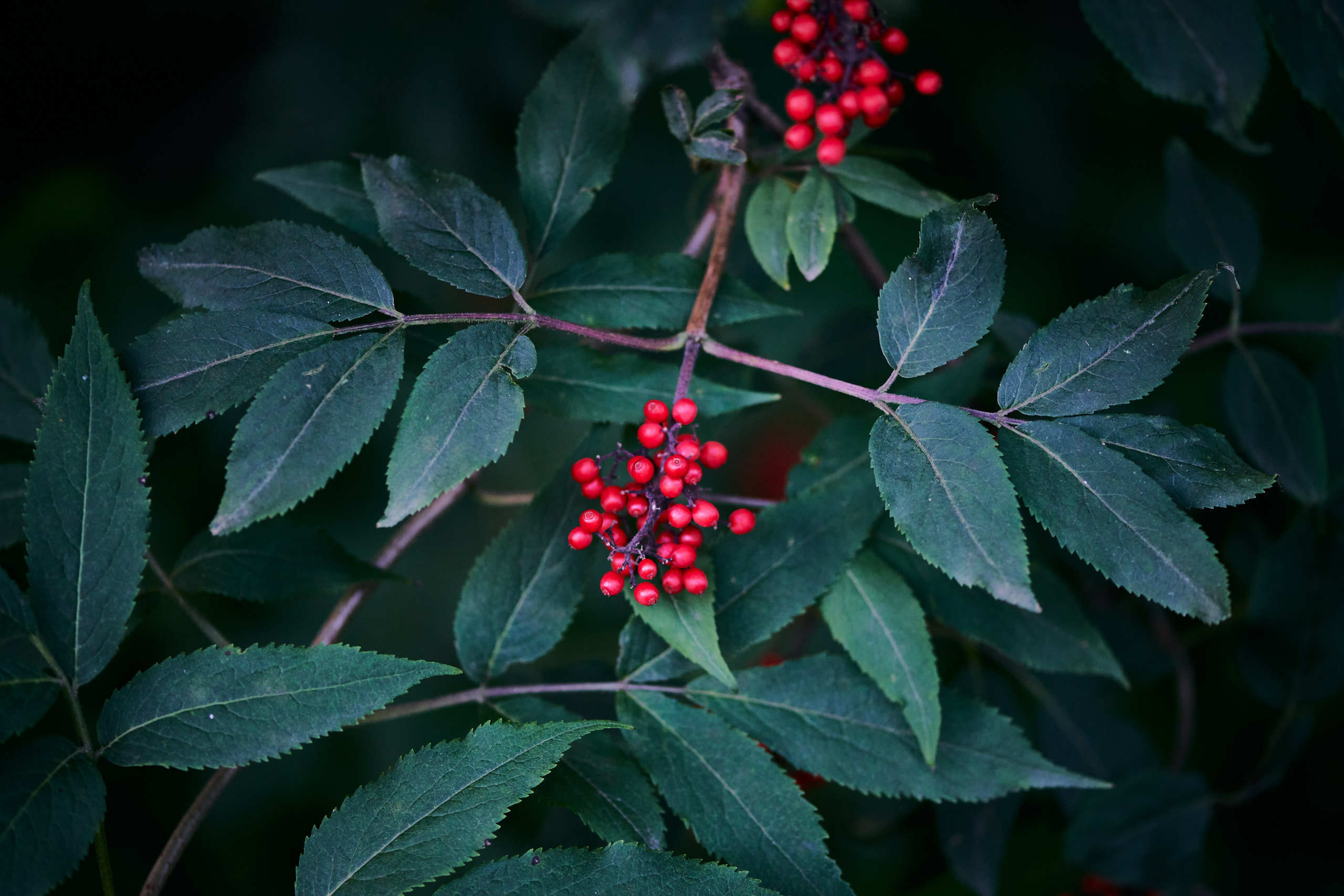 Berries. Nature and macro photography by Elena Zhukova