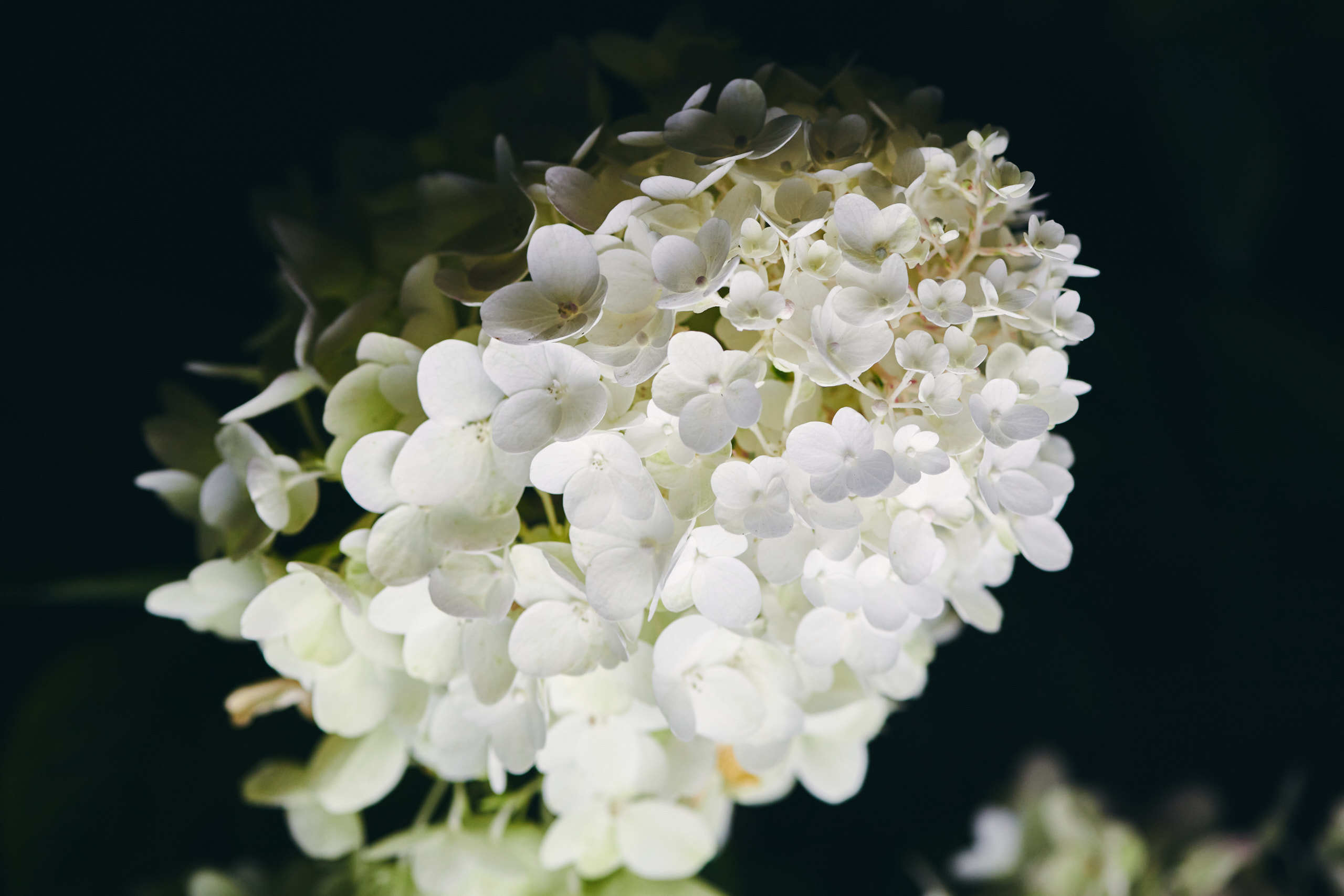 Flowers. Nature and macro photography by Elena Zhukova