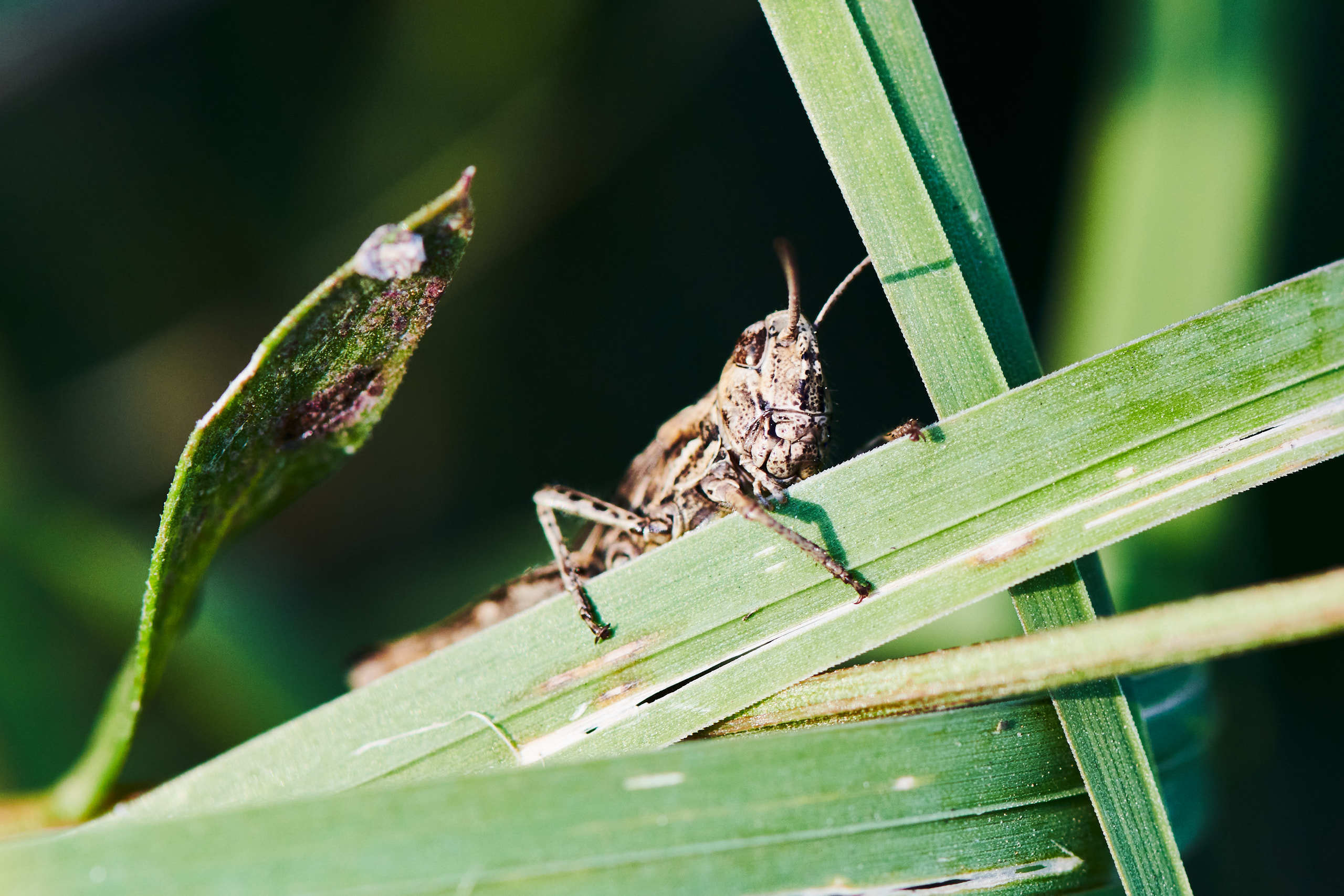 Small world. Nature and macro photography by Elena Zhukova