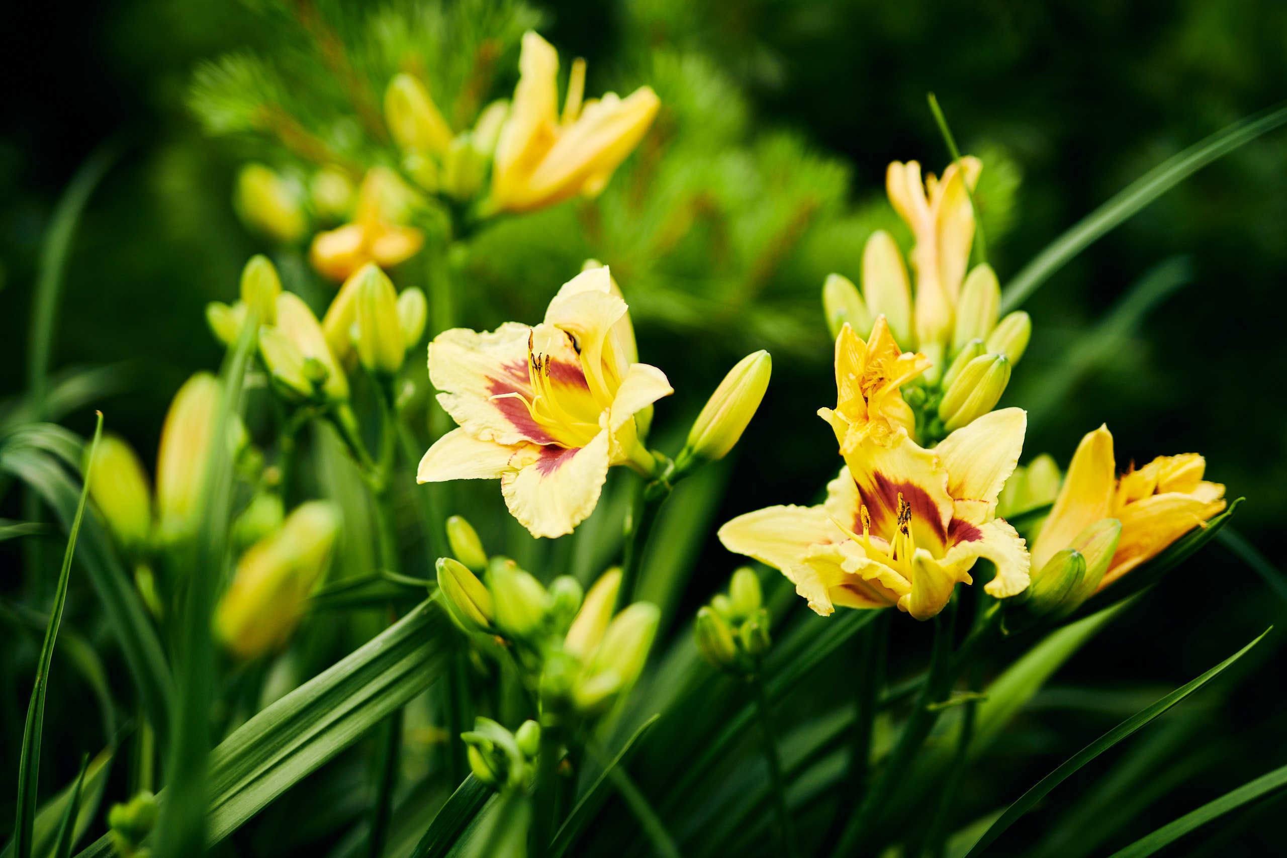Flowers. Nature and macro photography by Elena Zhukova