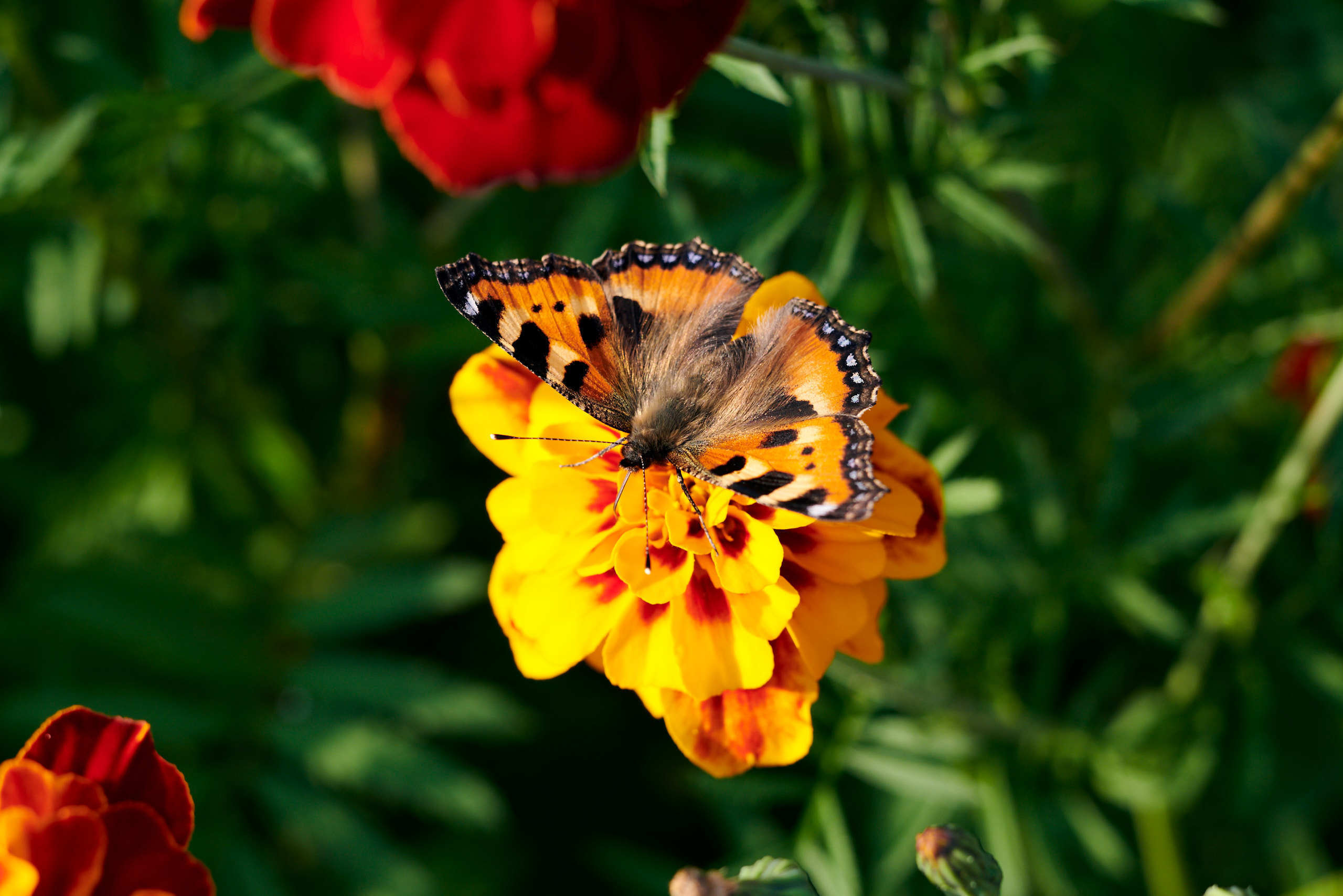 Small world. Nature and macro photography by Elena Zhukova