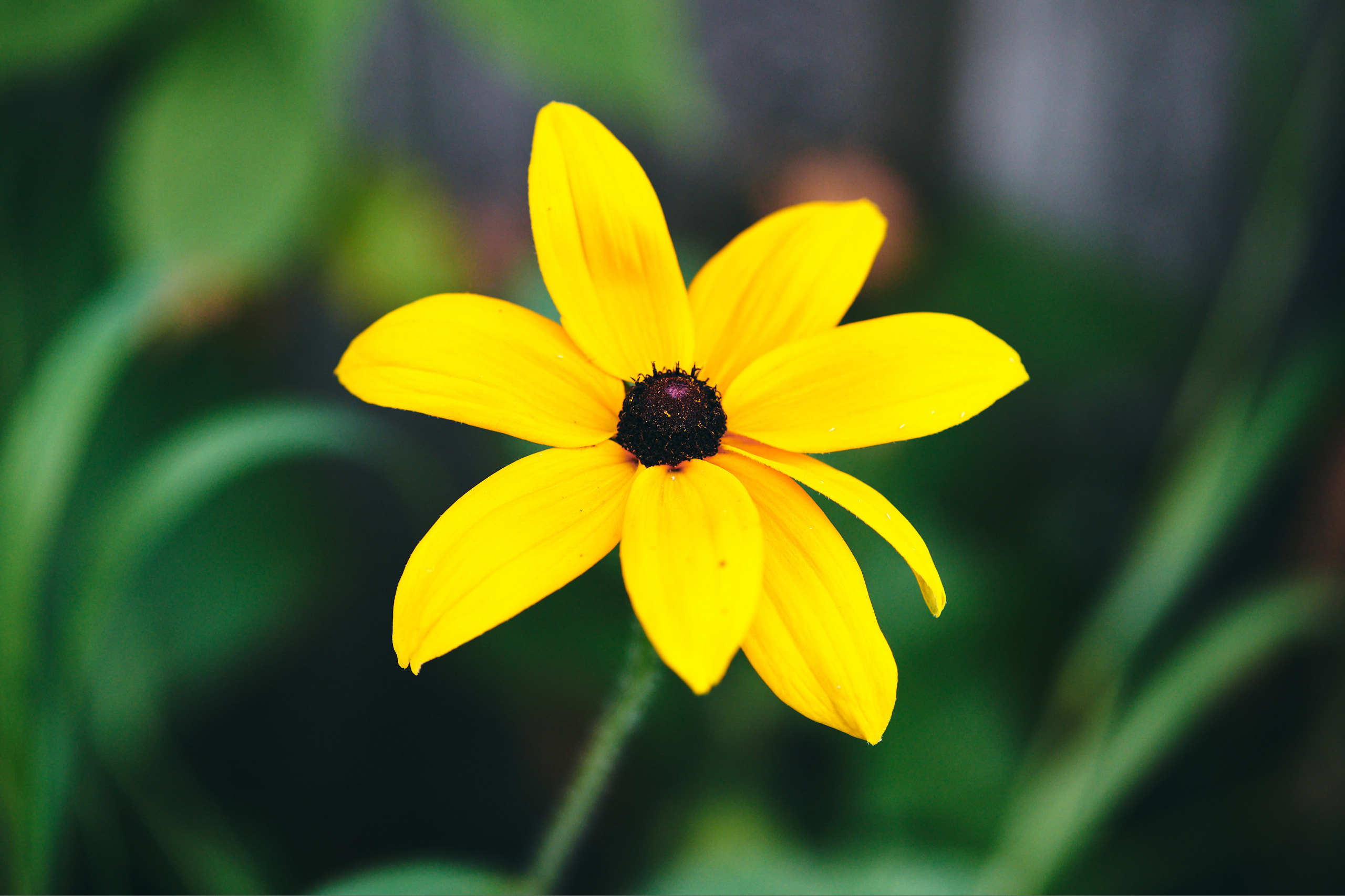 Flowers. Nature and macro photography by Elena Zhukova