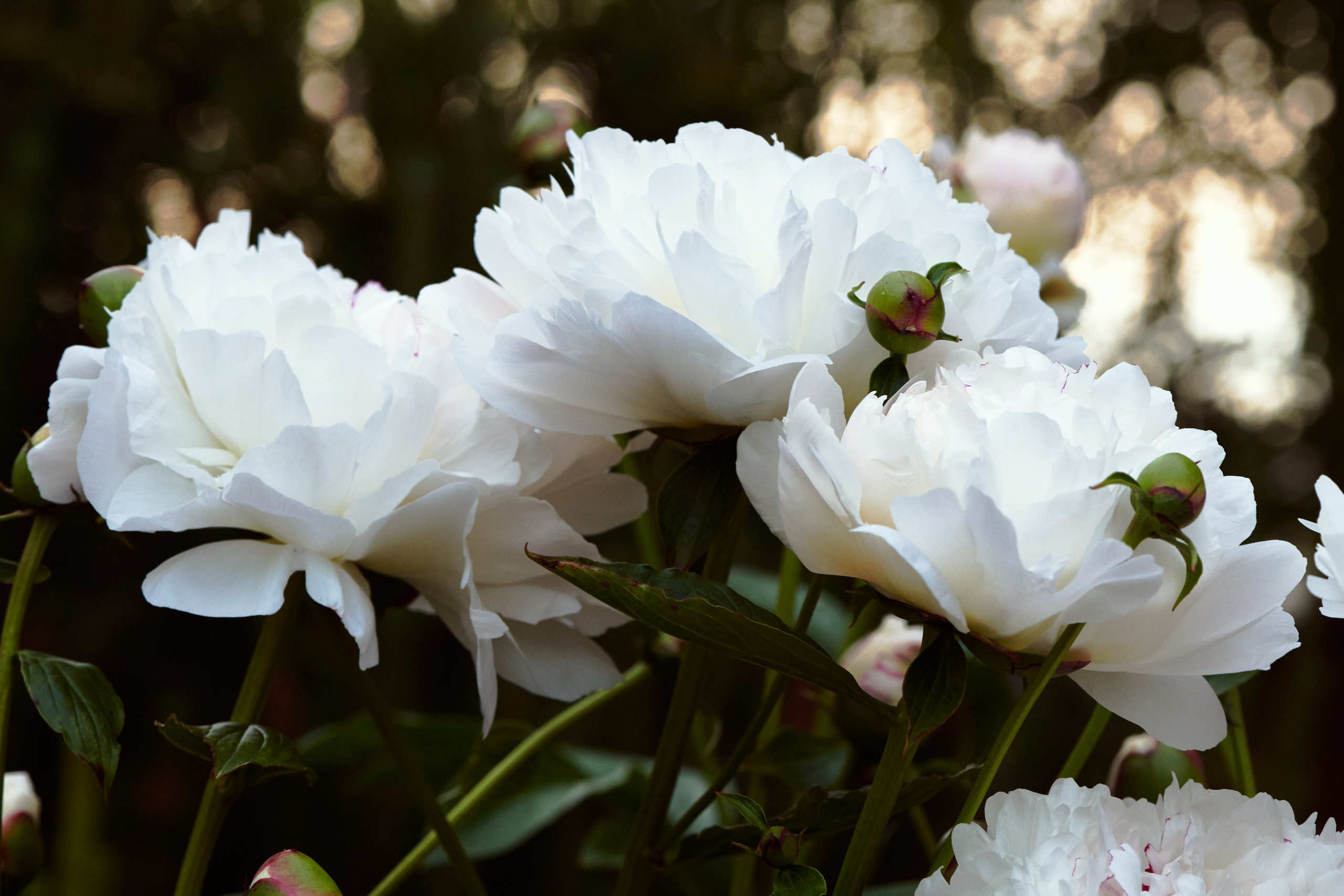Flowers. Nature and macro photography by Elena Zhukova