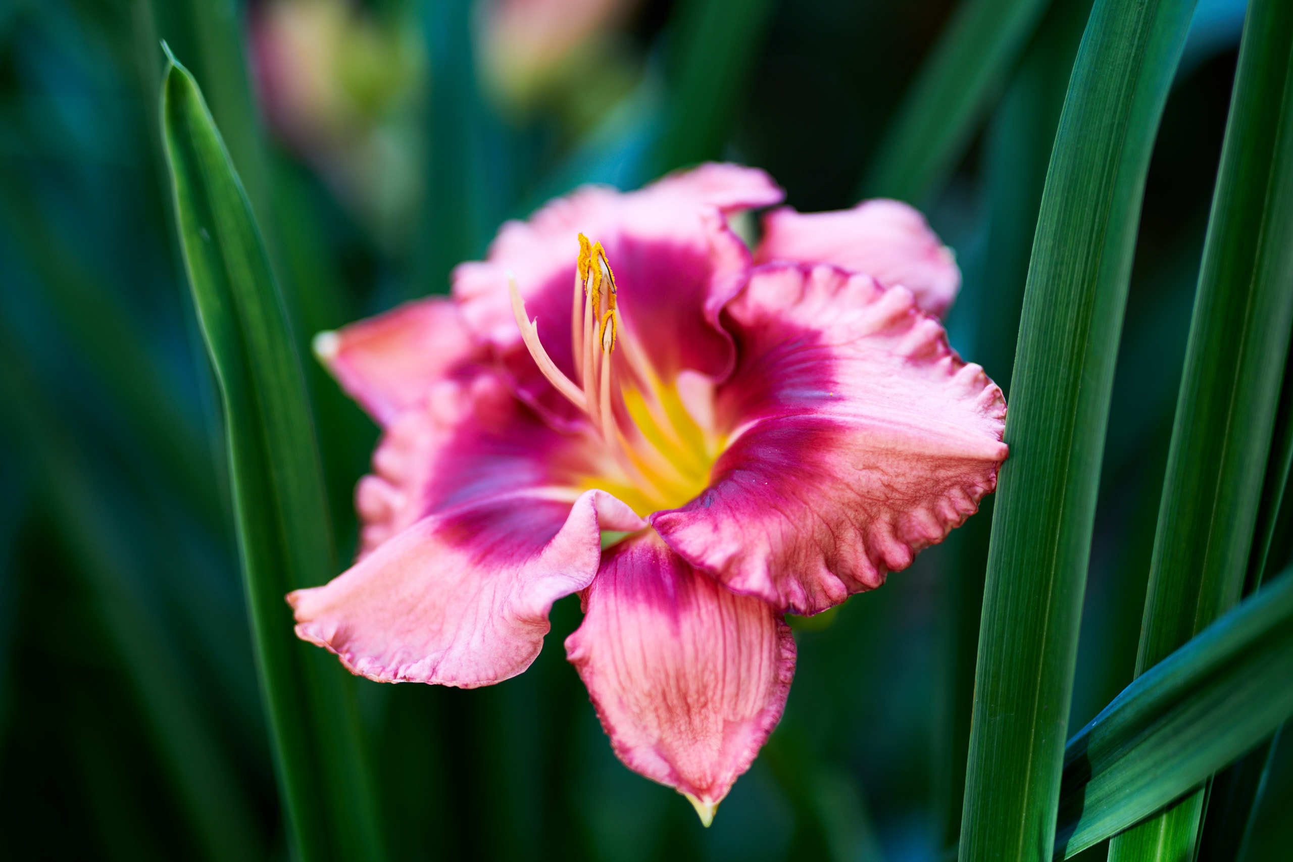 Flowers. Nature and macro photography by Elena Zhukova