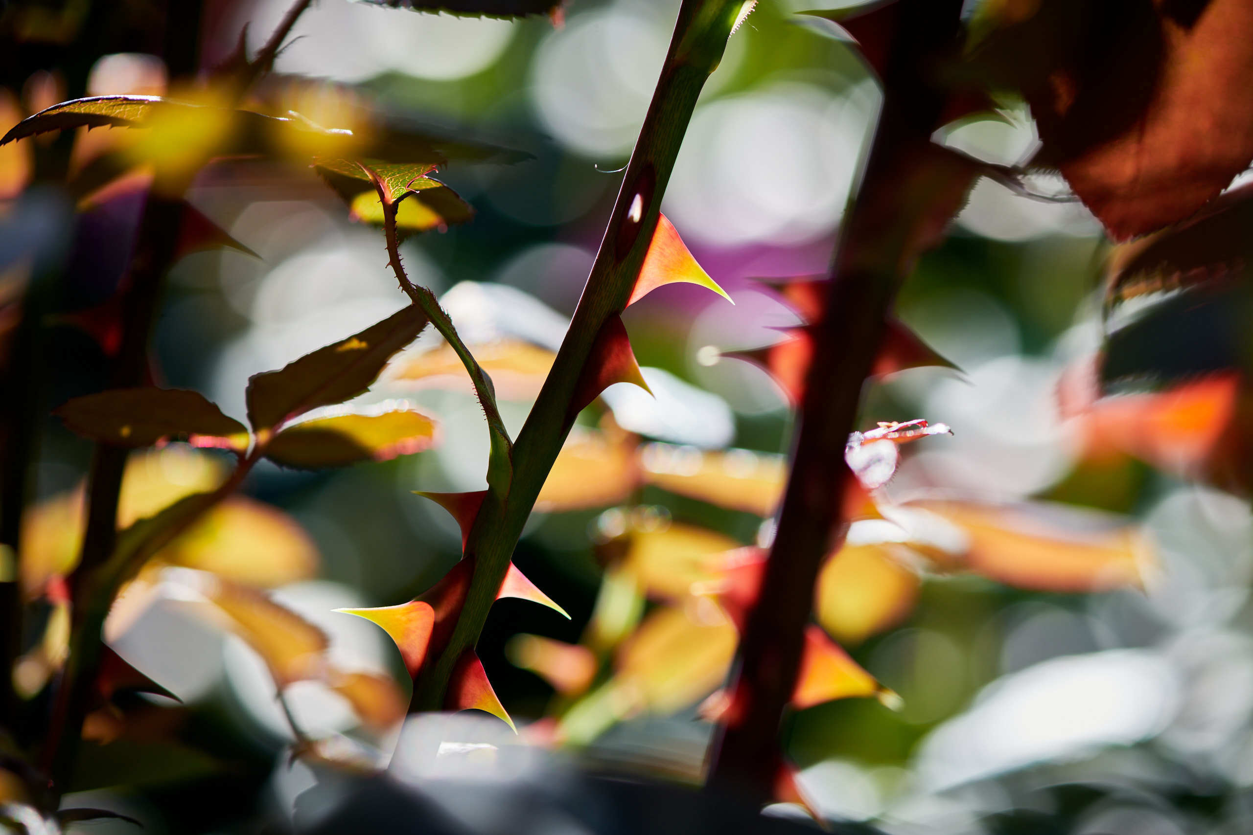 Nature and macro photography by Elena Zhukova