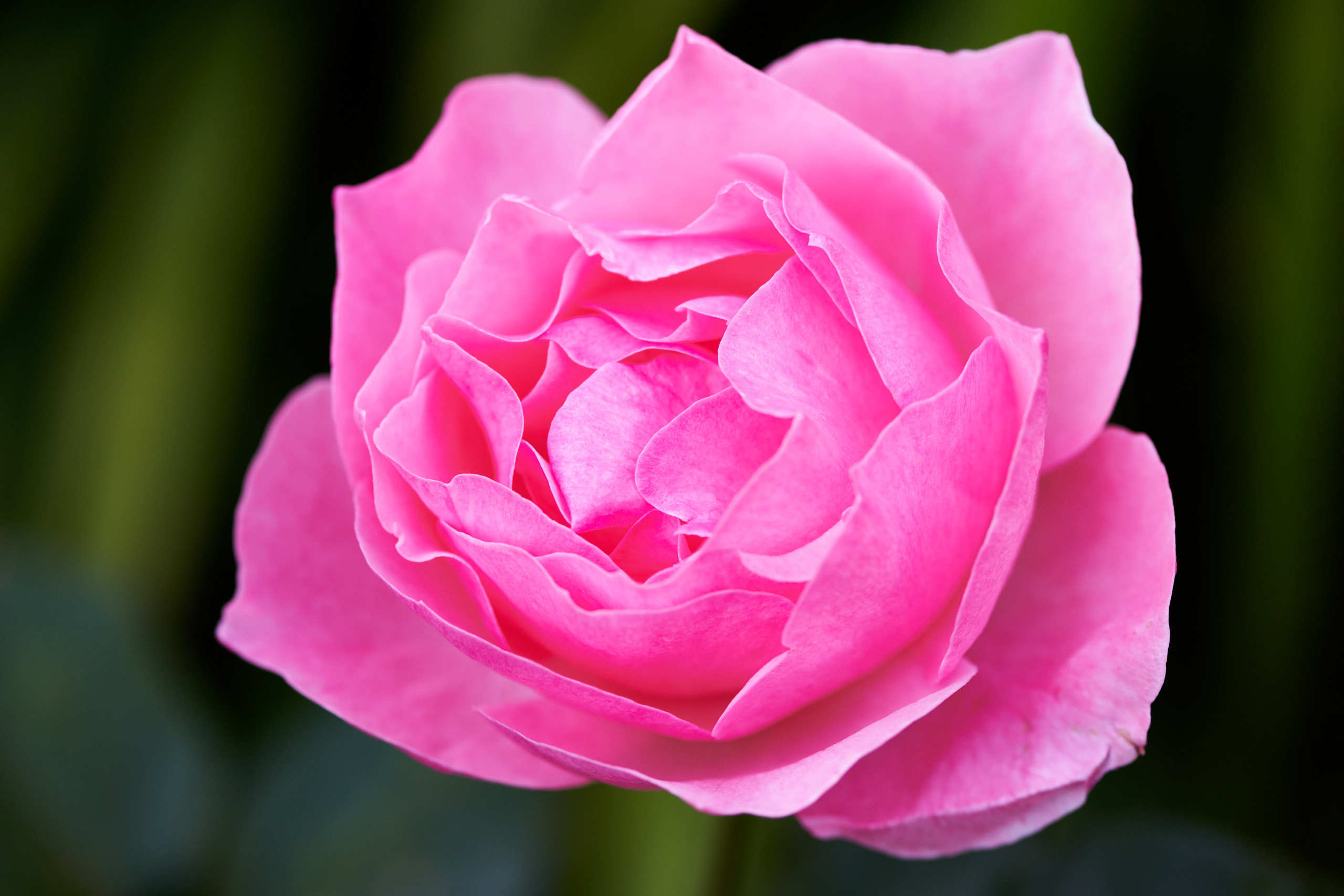 Roses. Nature and macro photography by Elena Zhukova