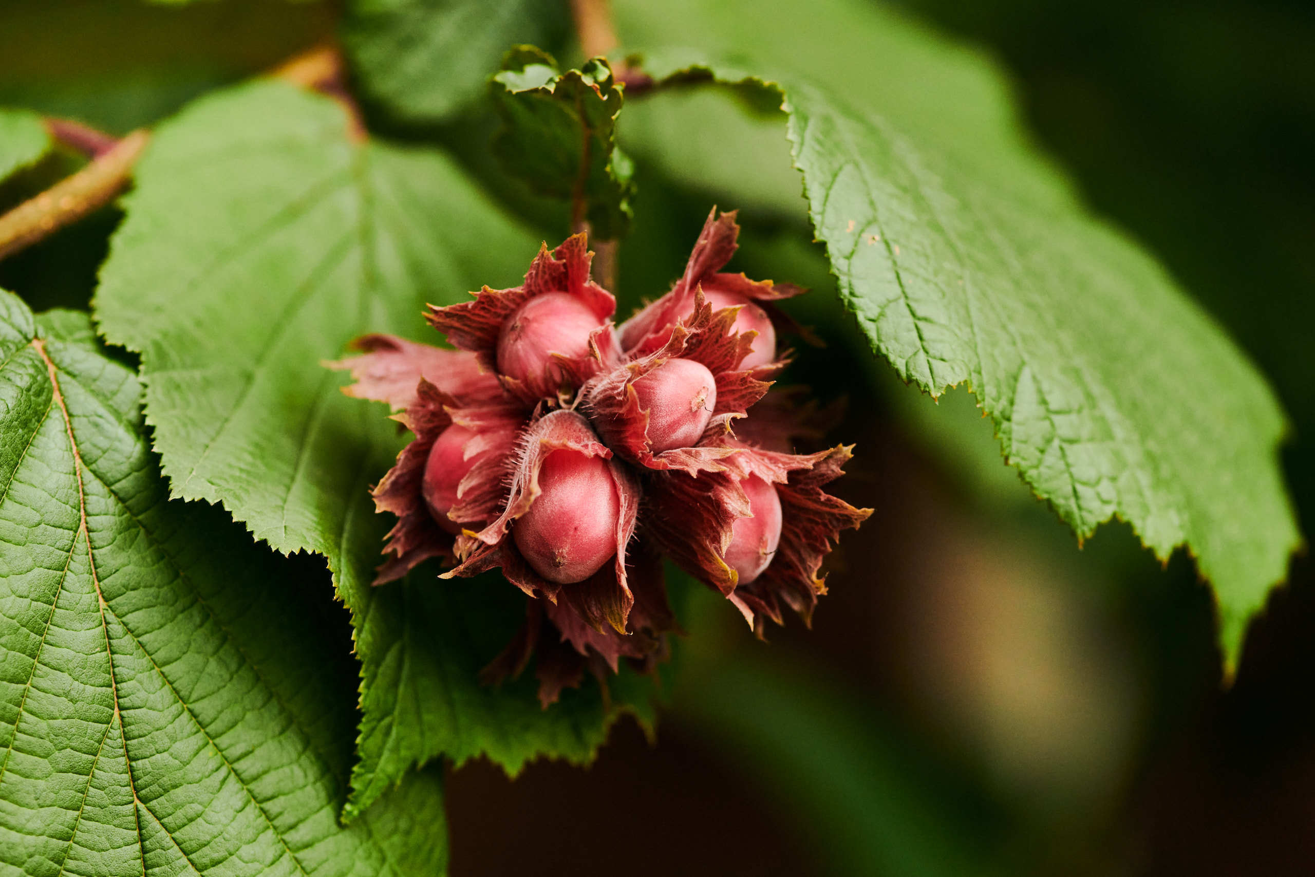 Harvest. Nature and macro photography by Elena Zhukova