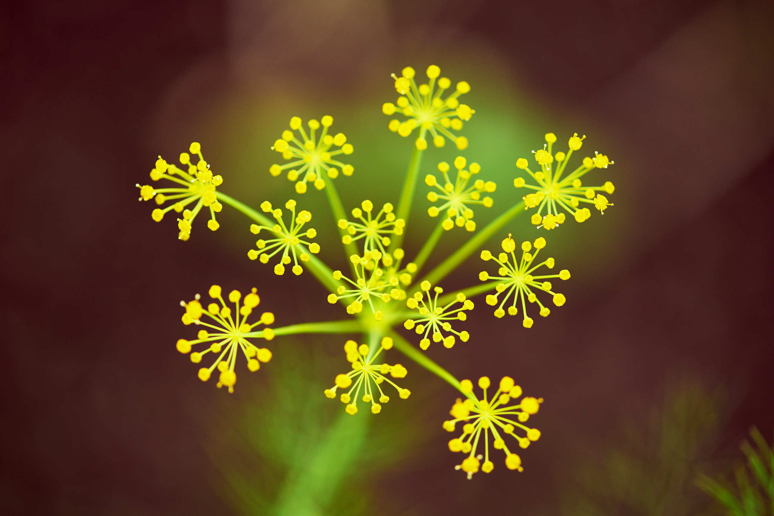 Flowers. Nature and macro photography by Elena Zhukova