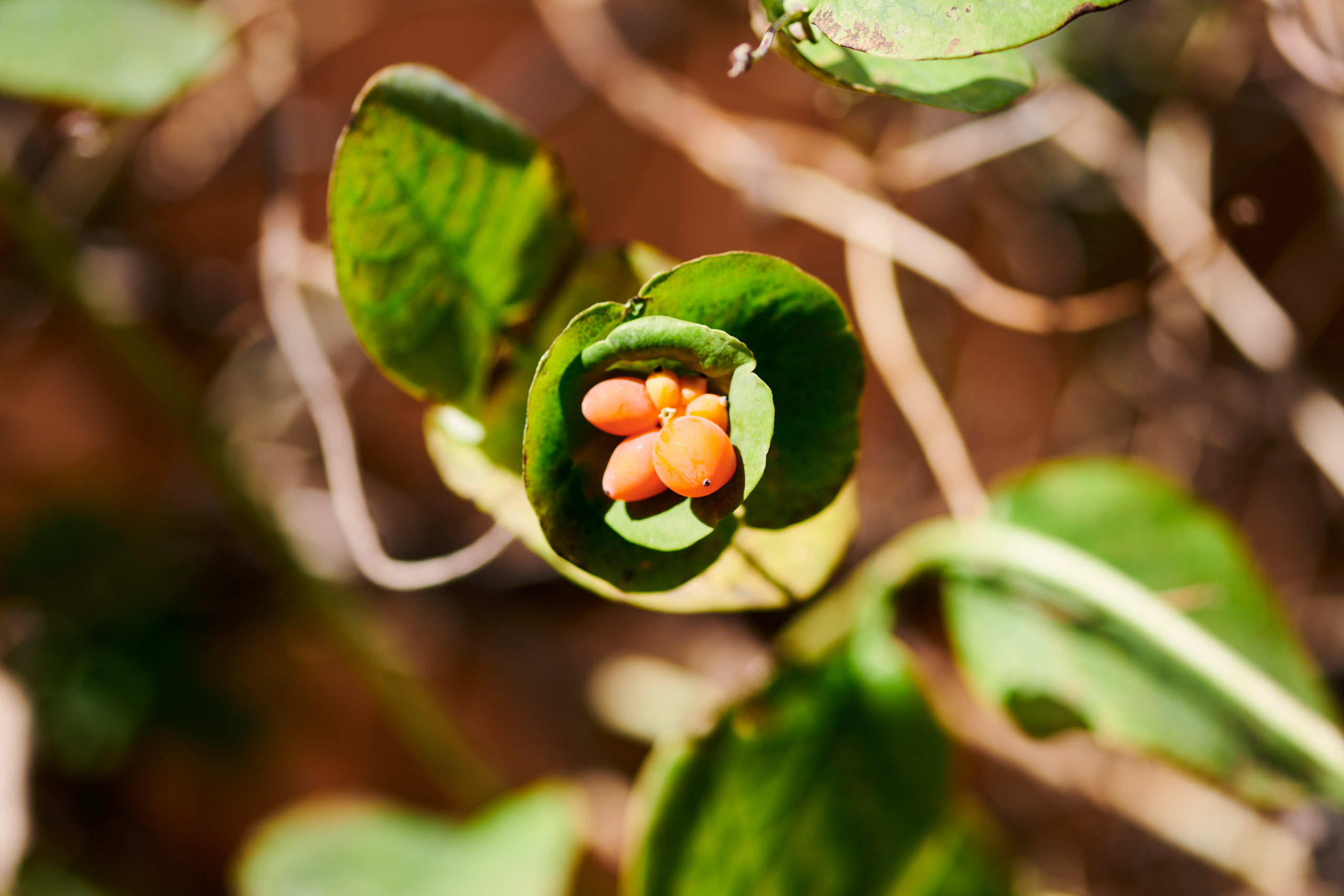 Berries. Nature and macro photography by Elena Zhukova