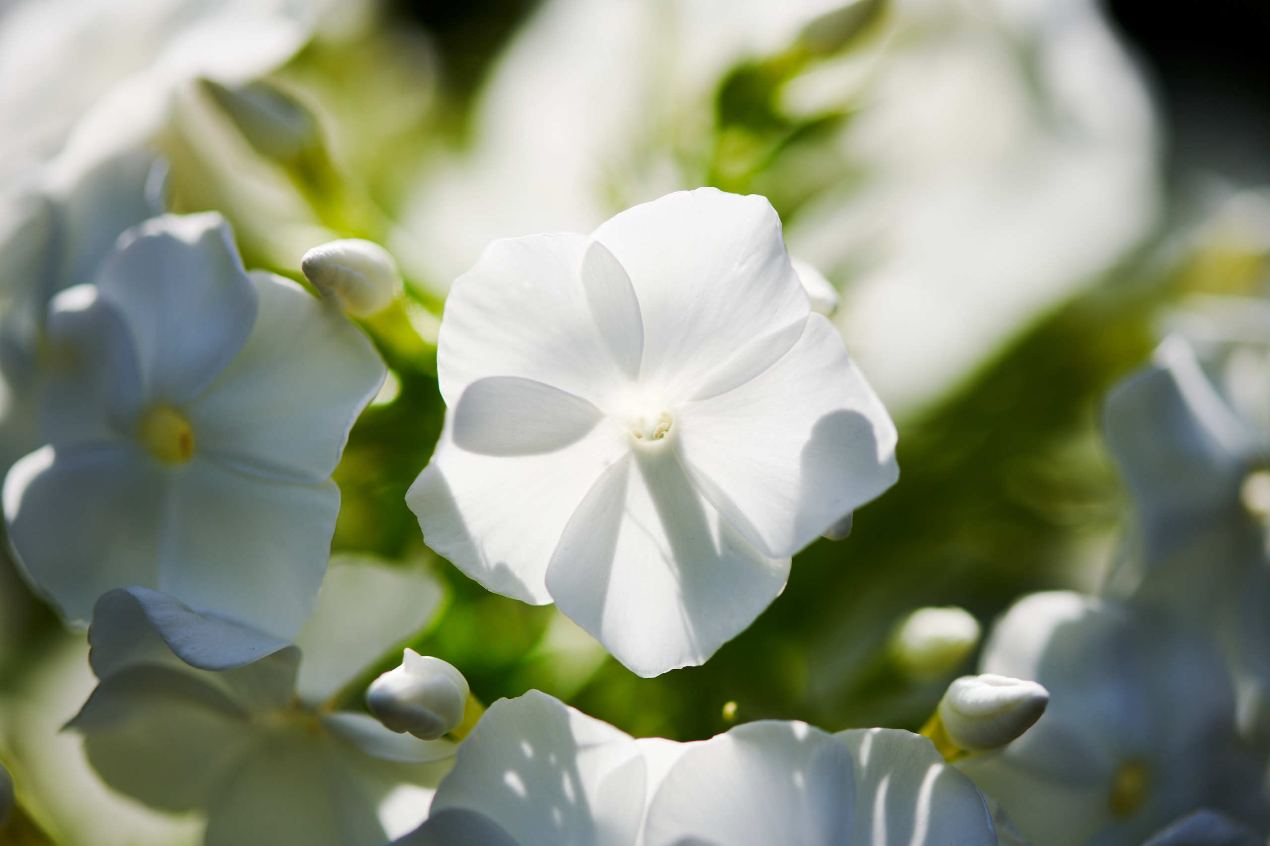Flowers. Nature and macro photography by Elena Zhukova