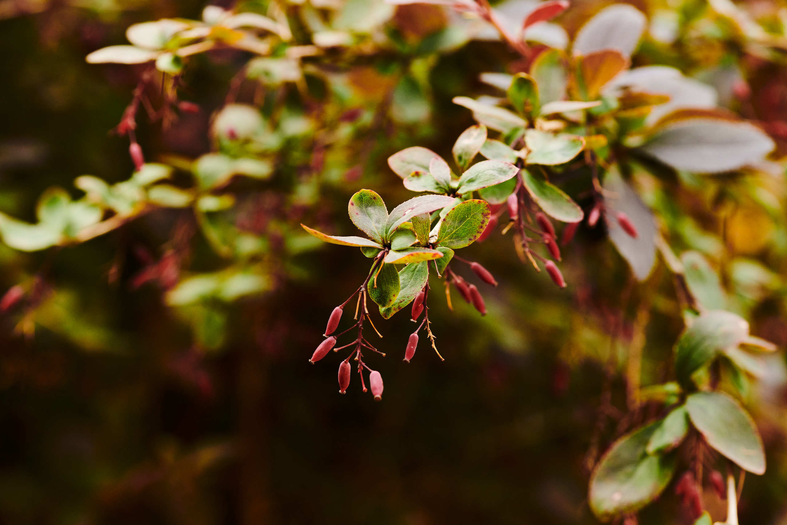 Berries. Nature and macro photography by Elena Zhukova