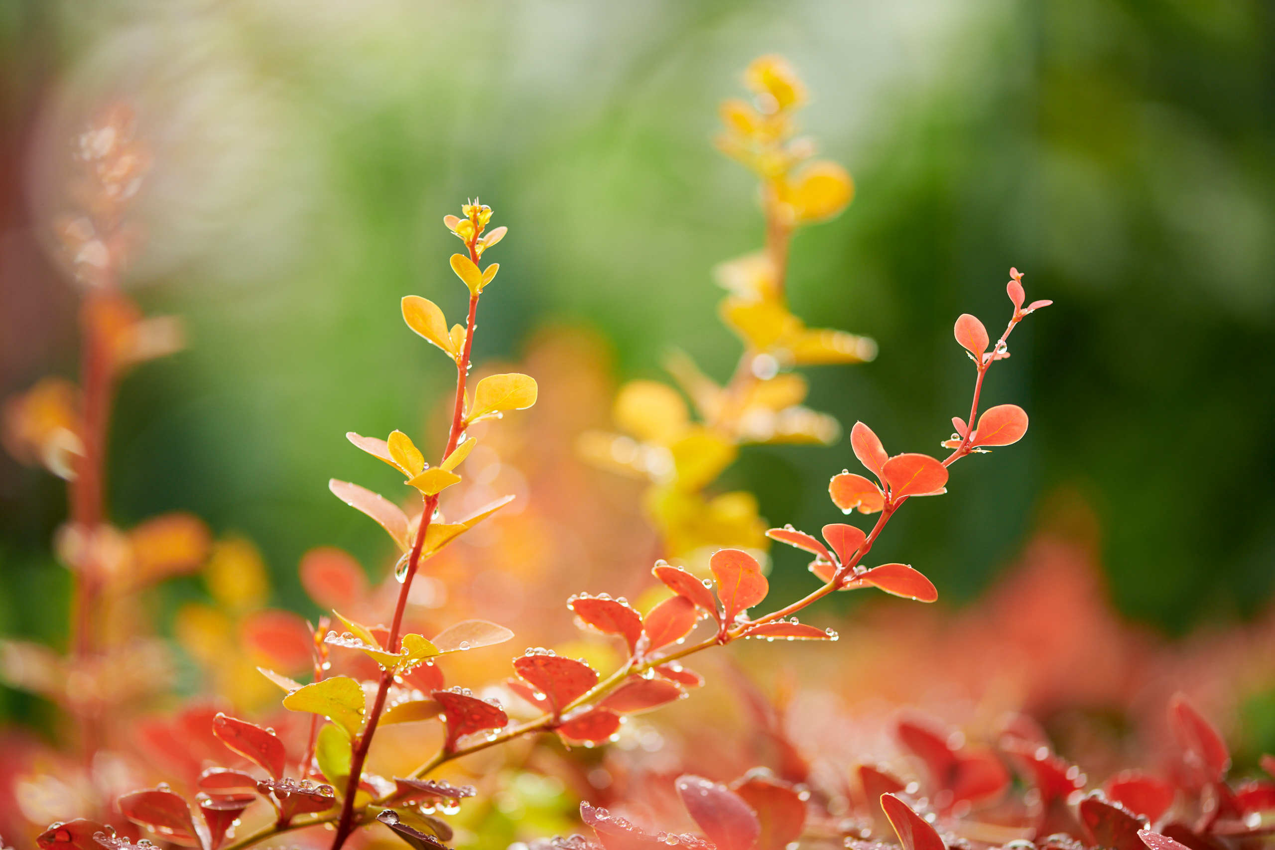 Leaves. Nature and macro photography by Elena Zhukova