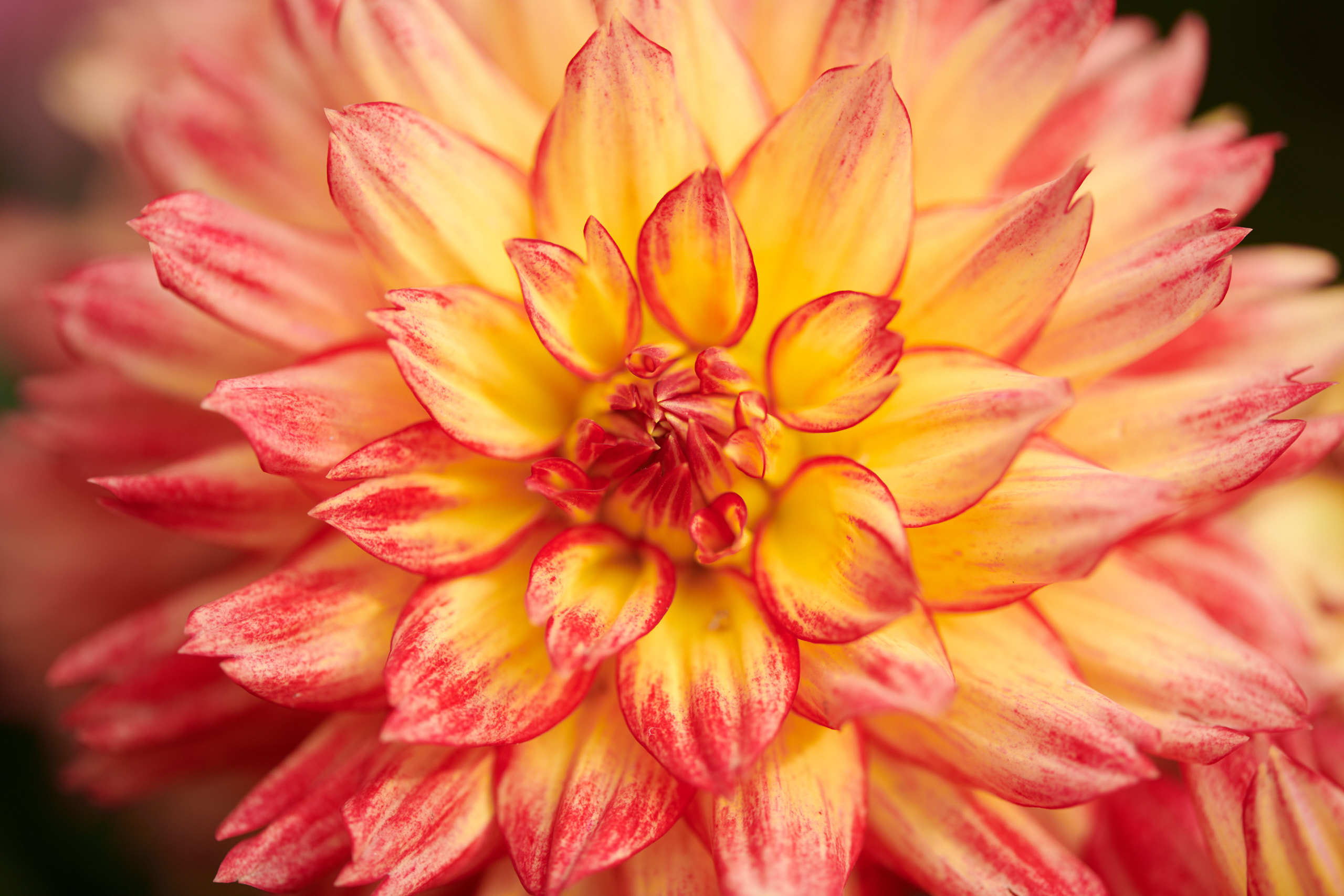 Flowers. Nature and macro photography by Elena Zhukova