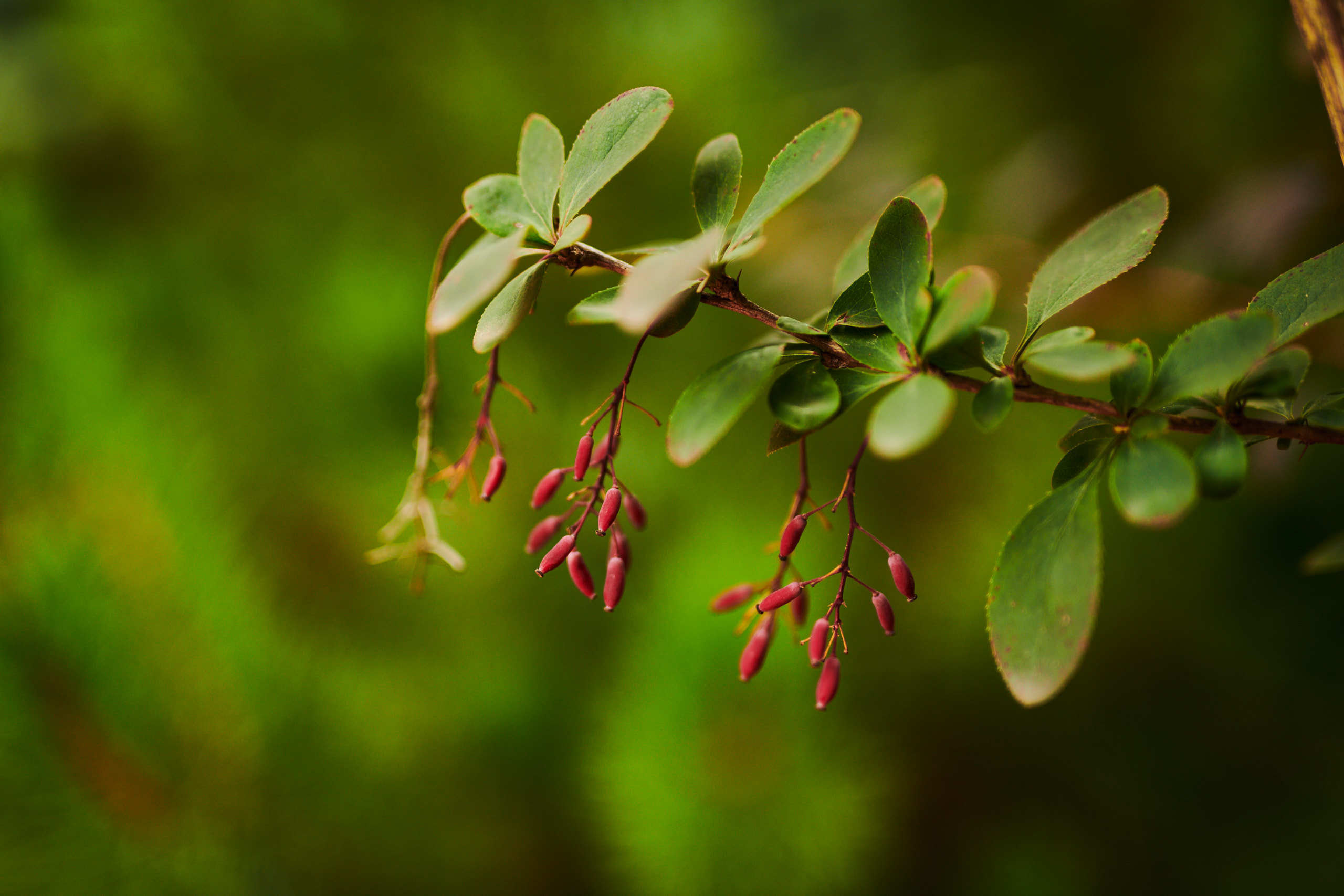 Berries. Nature and macro photography by Elena Zhukova