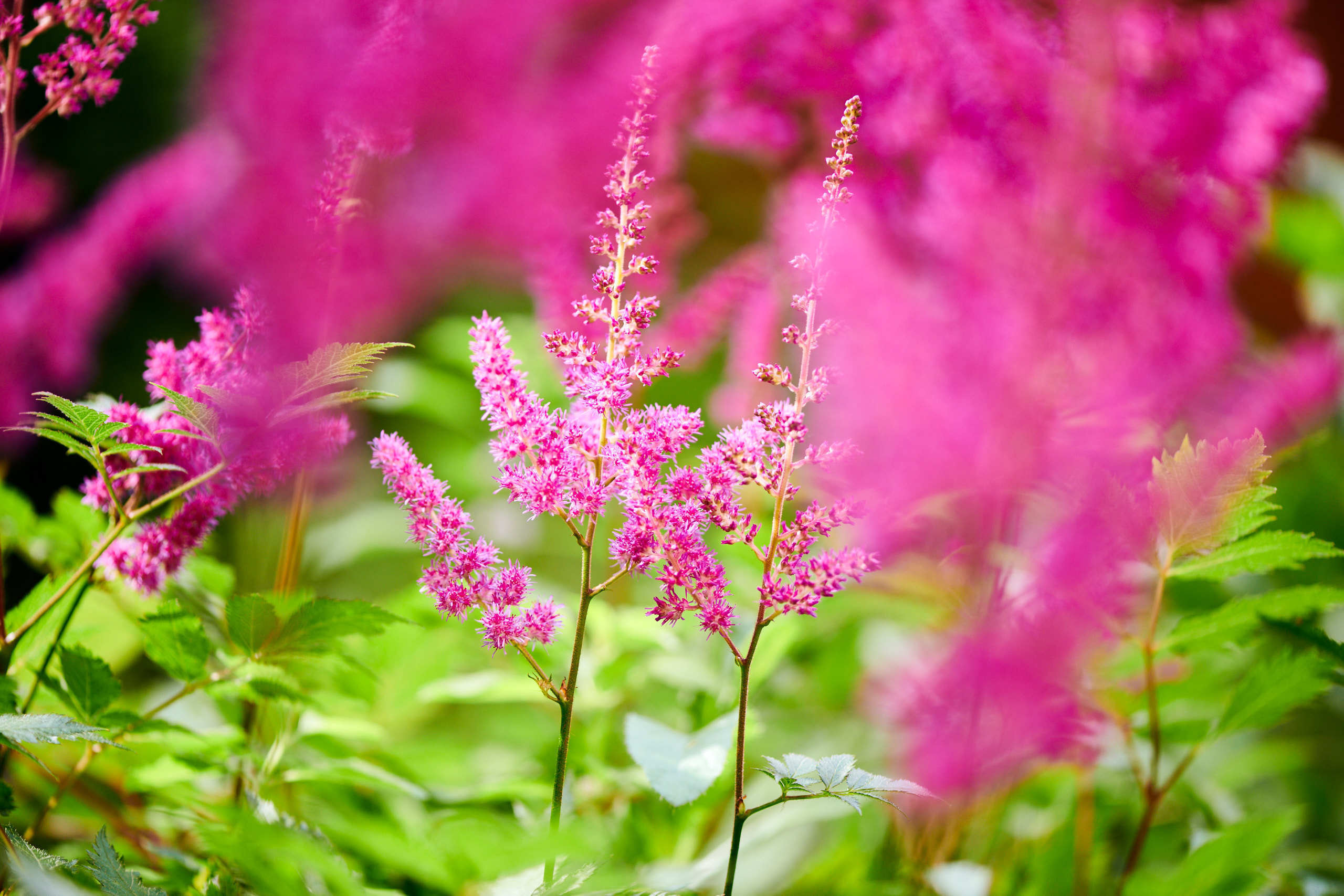 Flowers. Nature and macro photography by Elena Zhukova