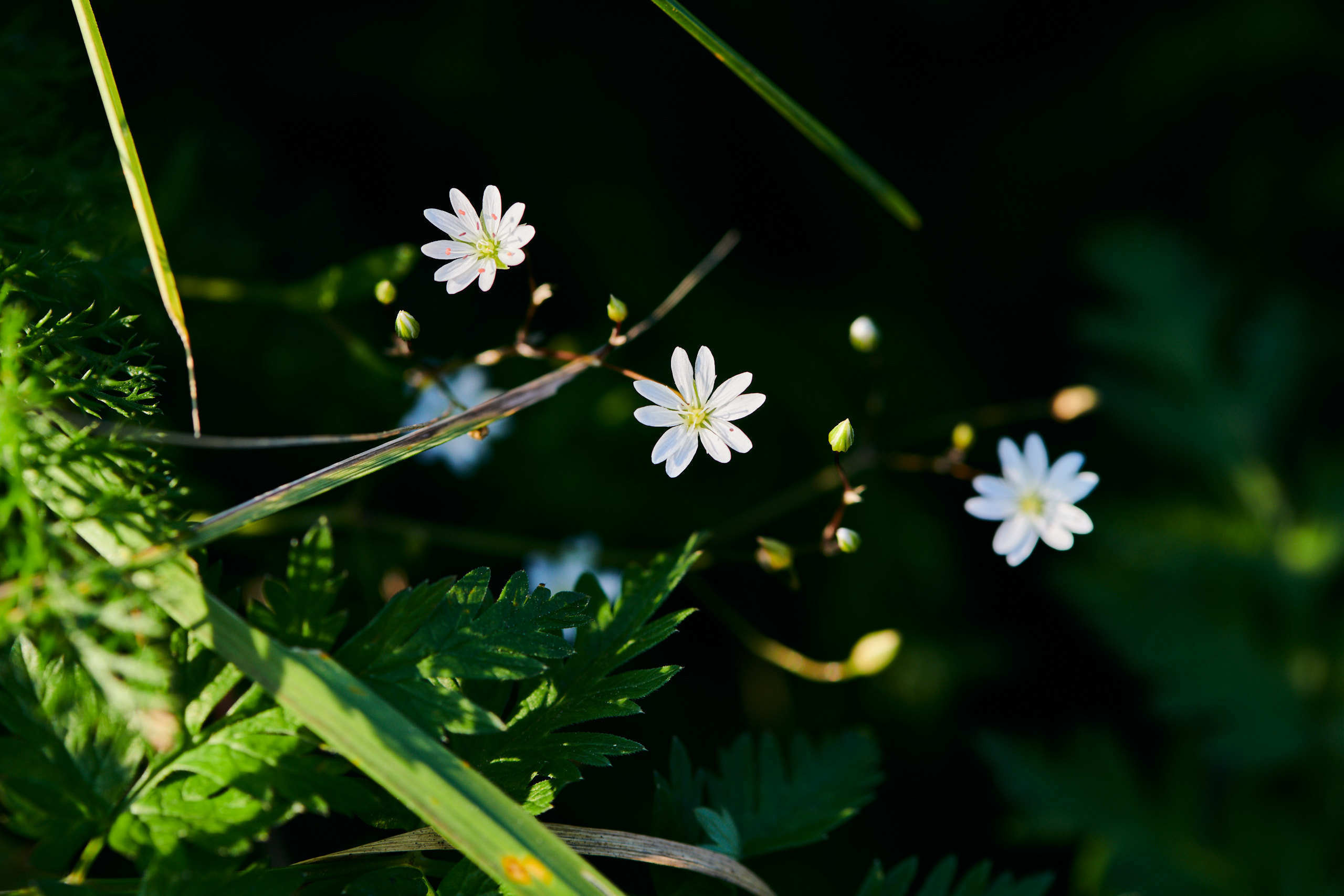 Flowers. Nature and macro photography by Elena Zhukova