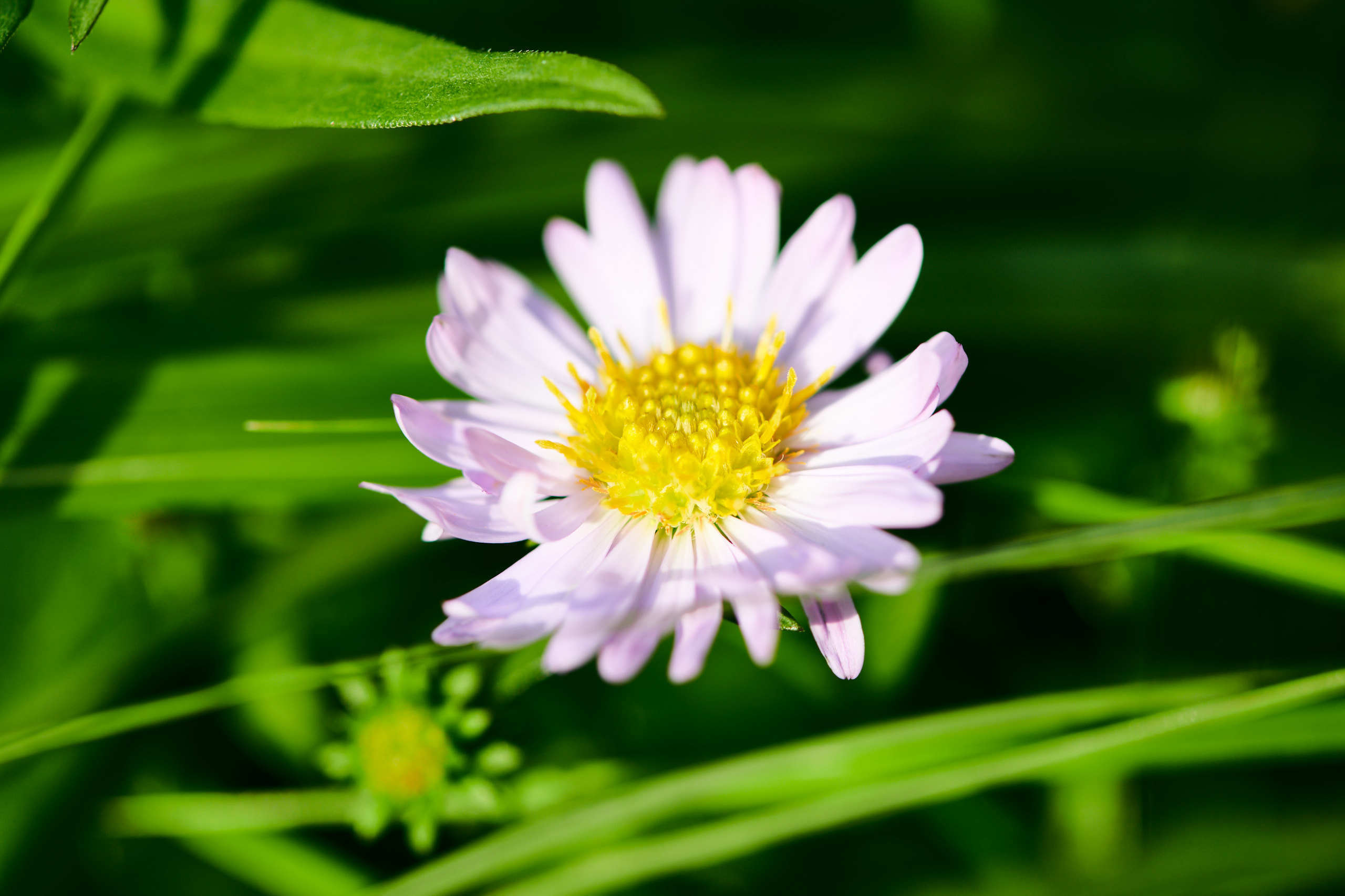 Flowers. Nature and macro photography by Elena Zhukova