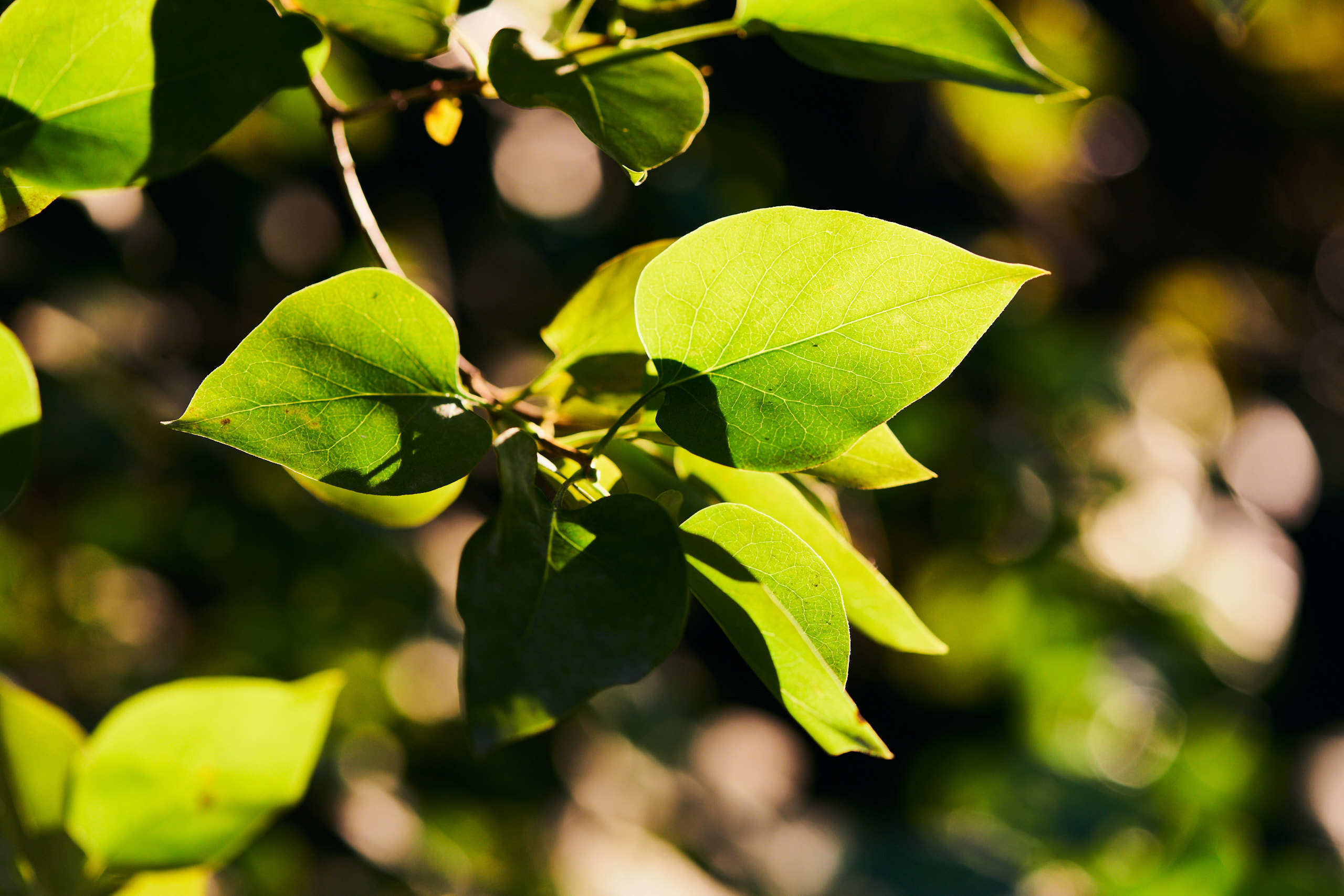 Leaves. Nature and macro photography by Elena Zhukova