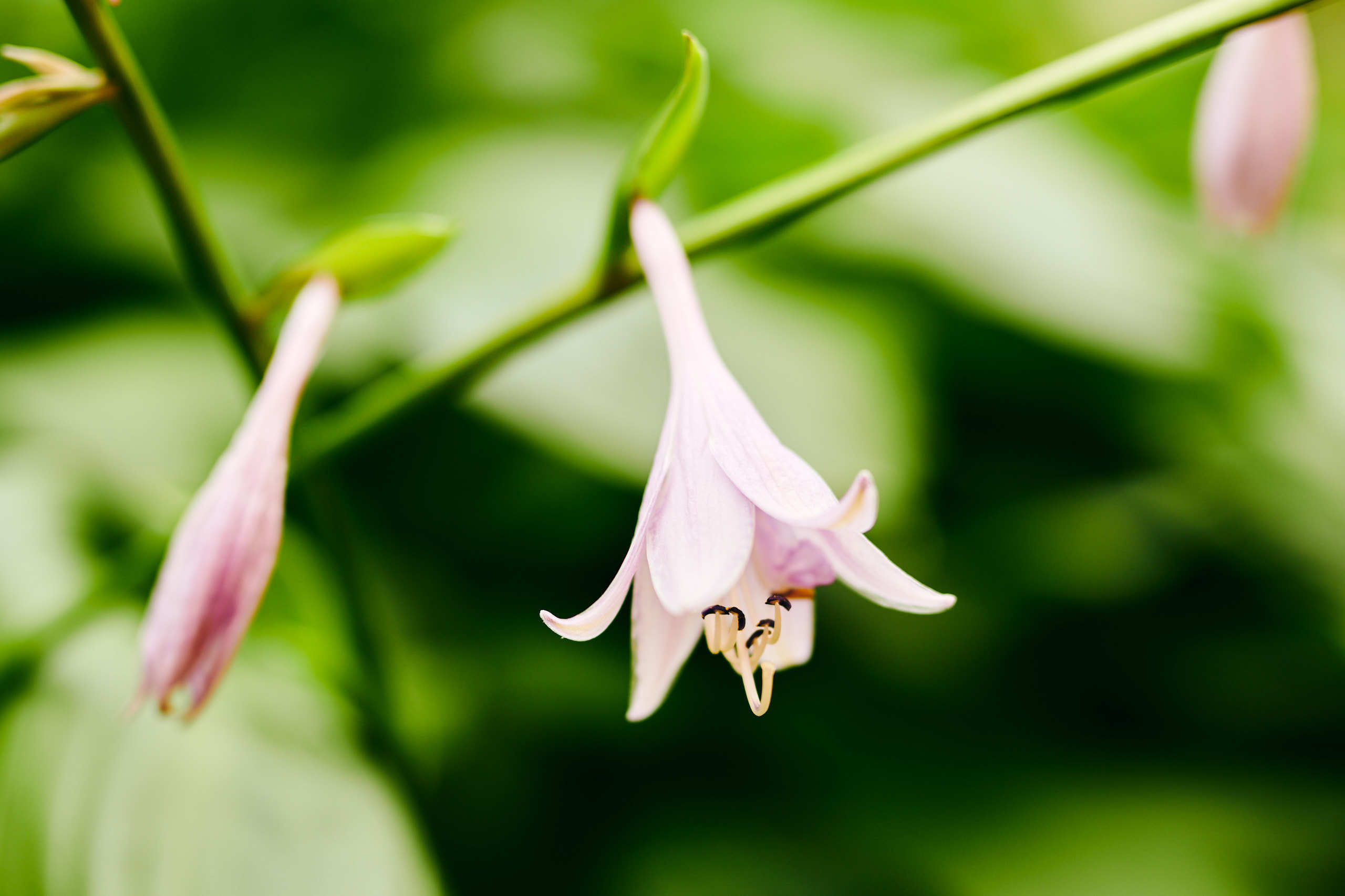 Flowers. Nature and macro photography by Elena Zhukova