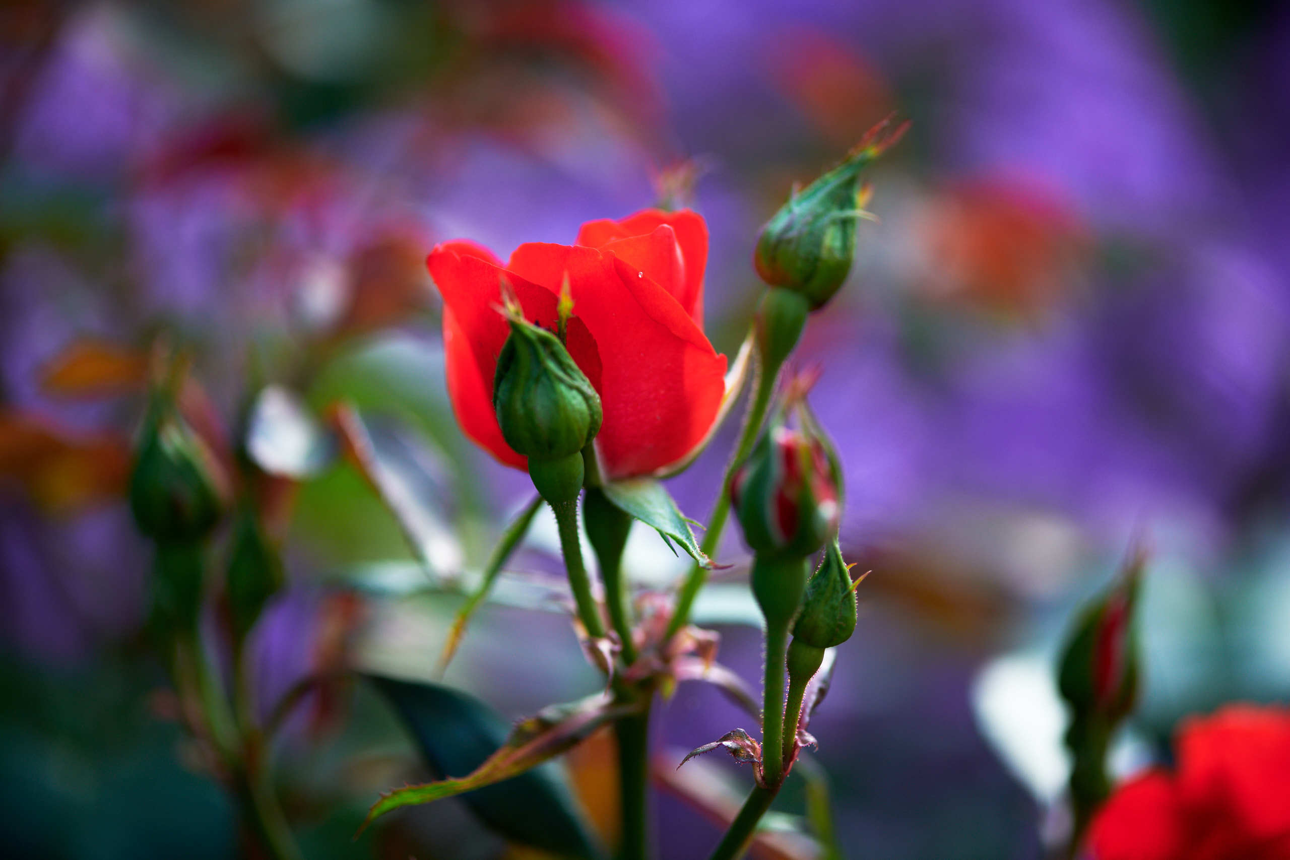 Roses. Nature and macro photography by Elena Zhukova
