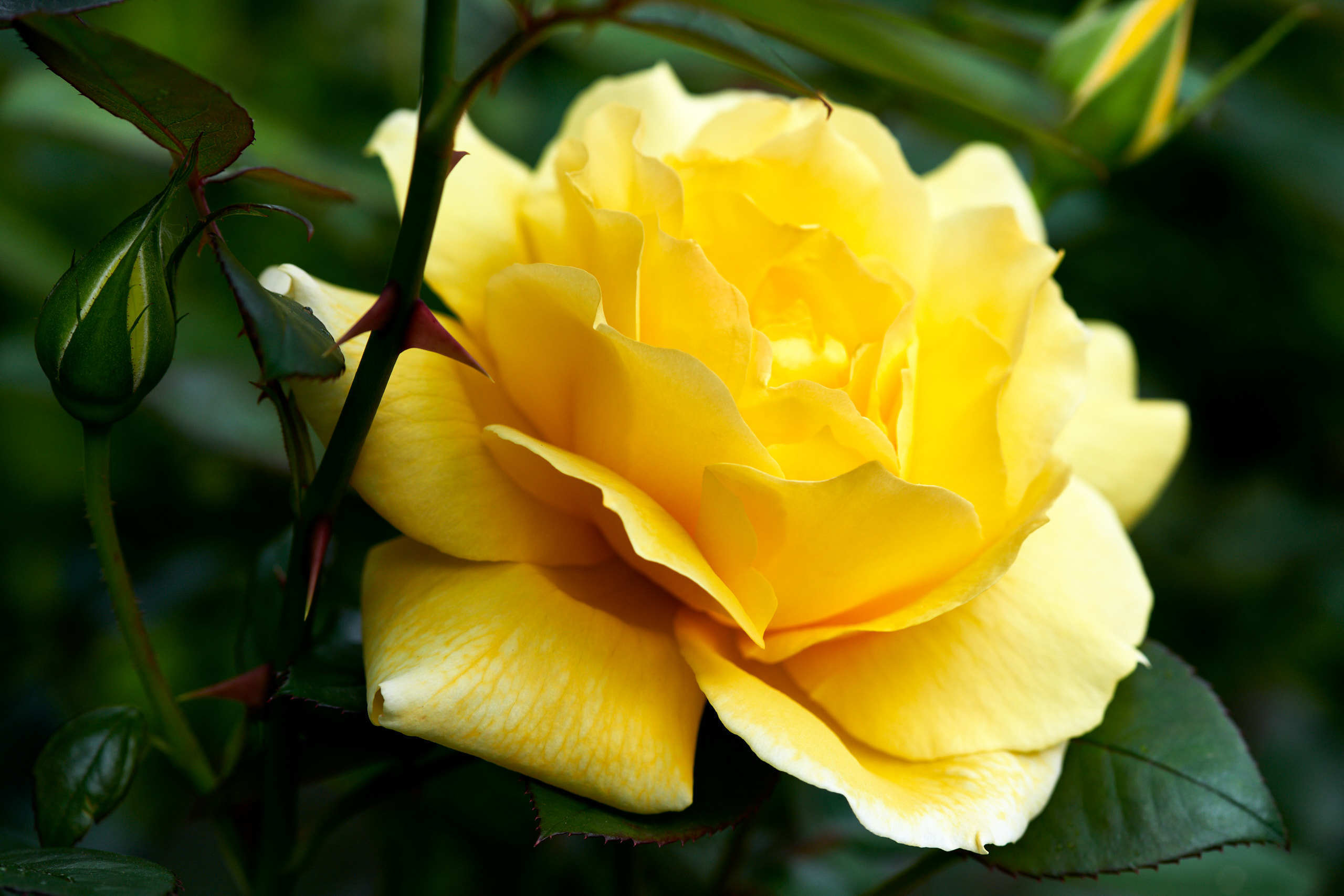 Roses. Nature and macro photography by Elena Zhukova