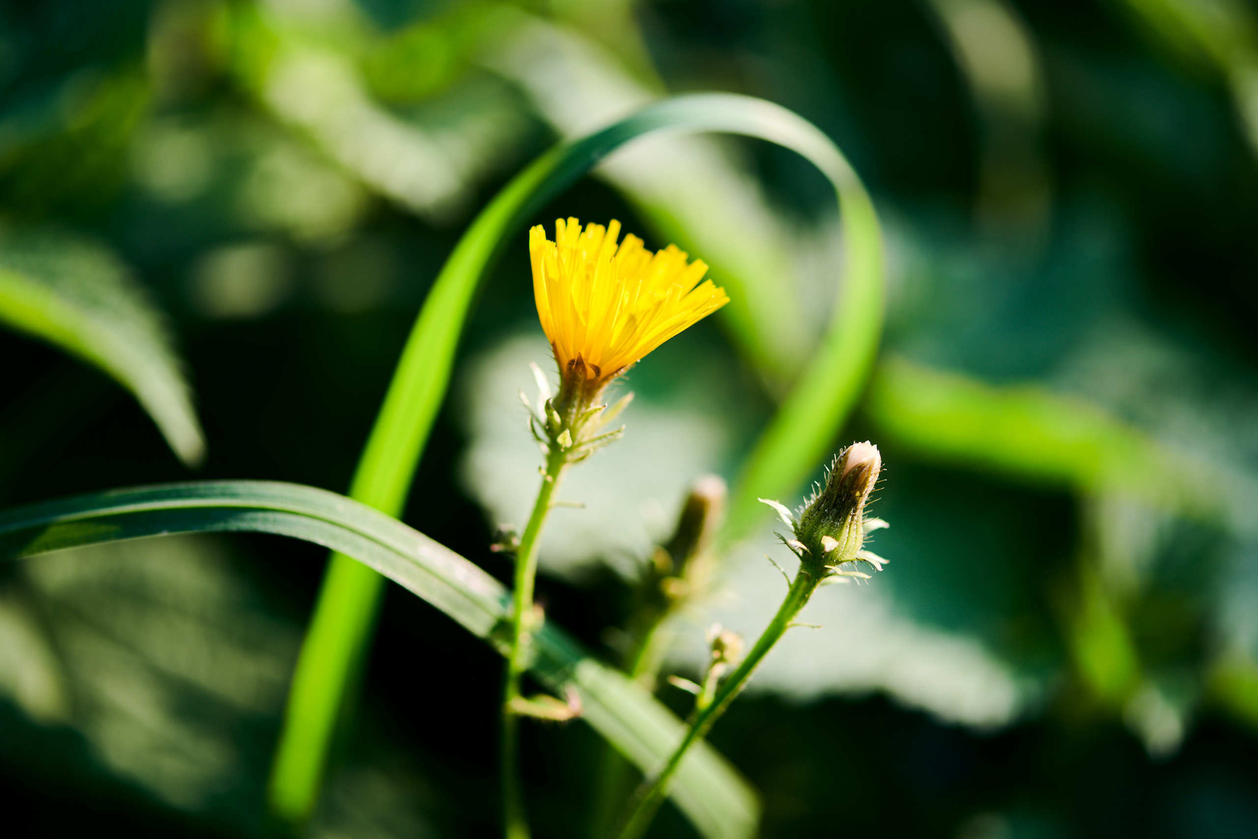 Nature and macro photography by Elena Zhukova