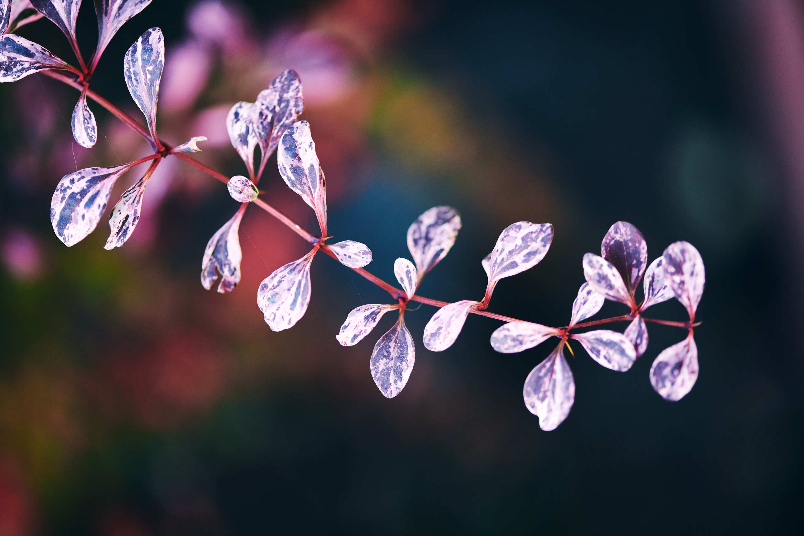 Leaves. Nature and macro photography by Elena Zhukova