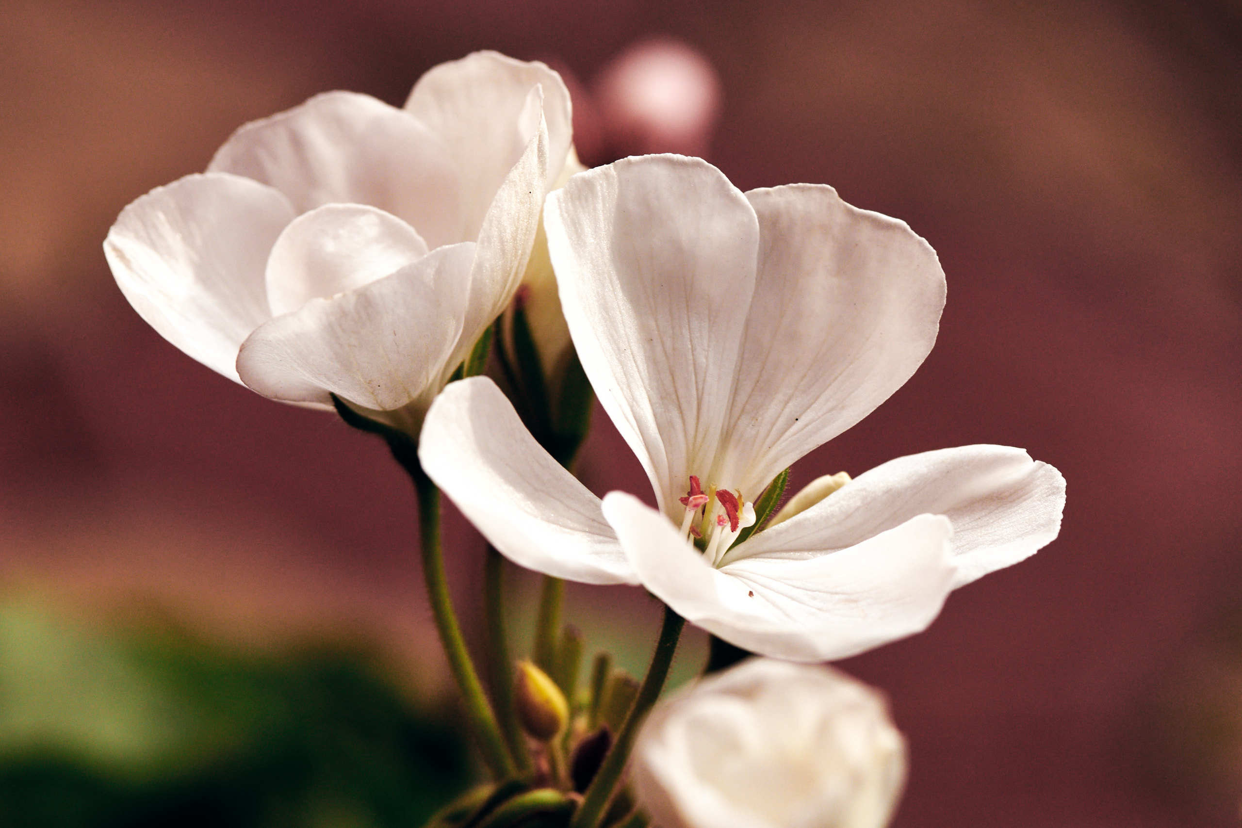 Flowers. Nature and macro photography by Elena Zhukova